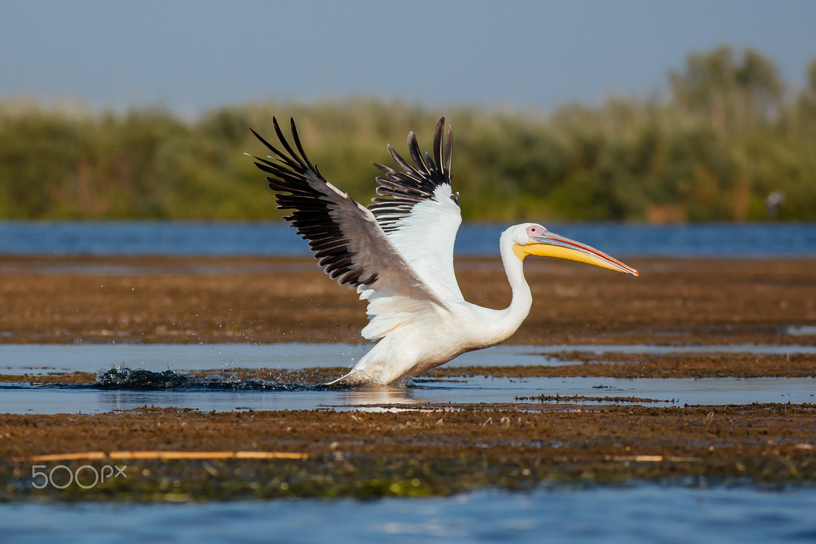 Canon EOS-1D Mark III + Canon EF 300mm f/4L sample photo. I'm outta here photography