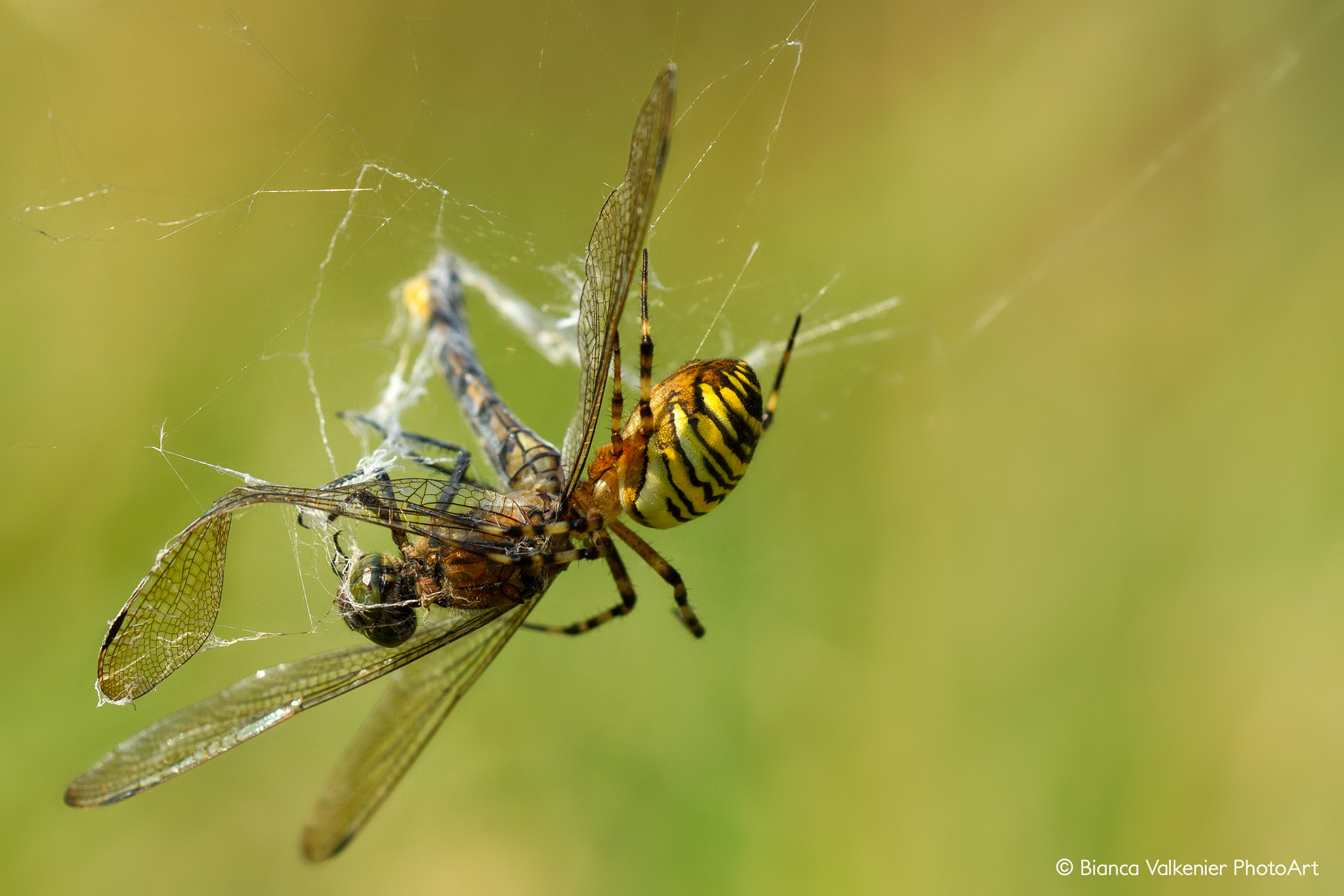 Canon EOS 7D + Sigma 150mm f/2.8 EX DG OS HSM APO Macro sample photo. Caught in the web! photography