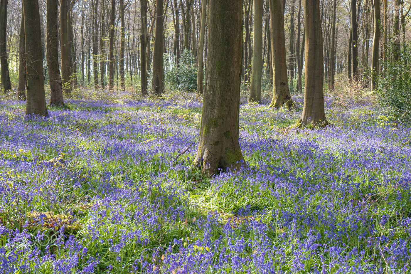 Canon EOS 70D + Canon EF 16-35mm F4L IS USM sample photo. Bluebells at micheldever wood-2 photography