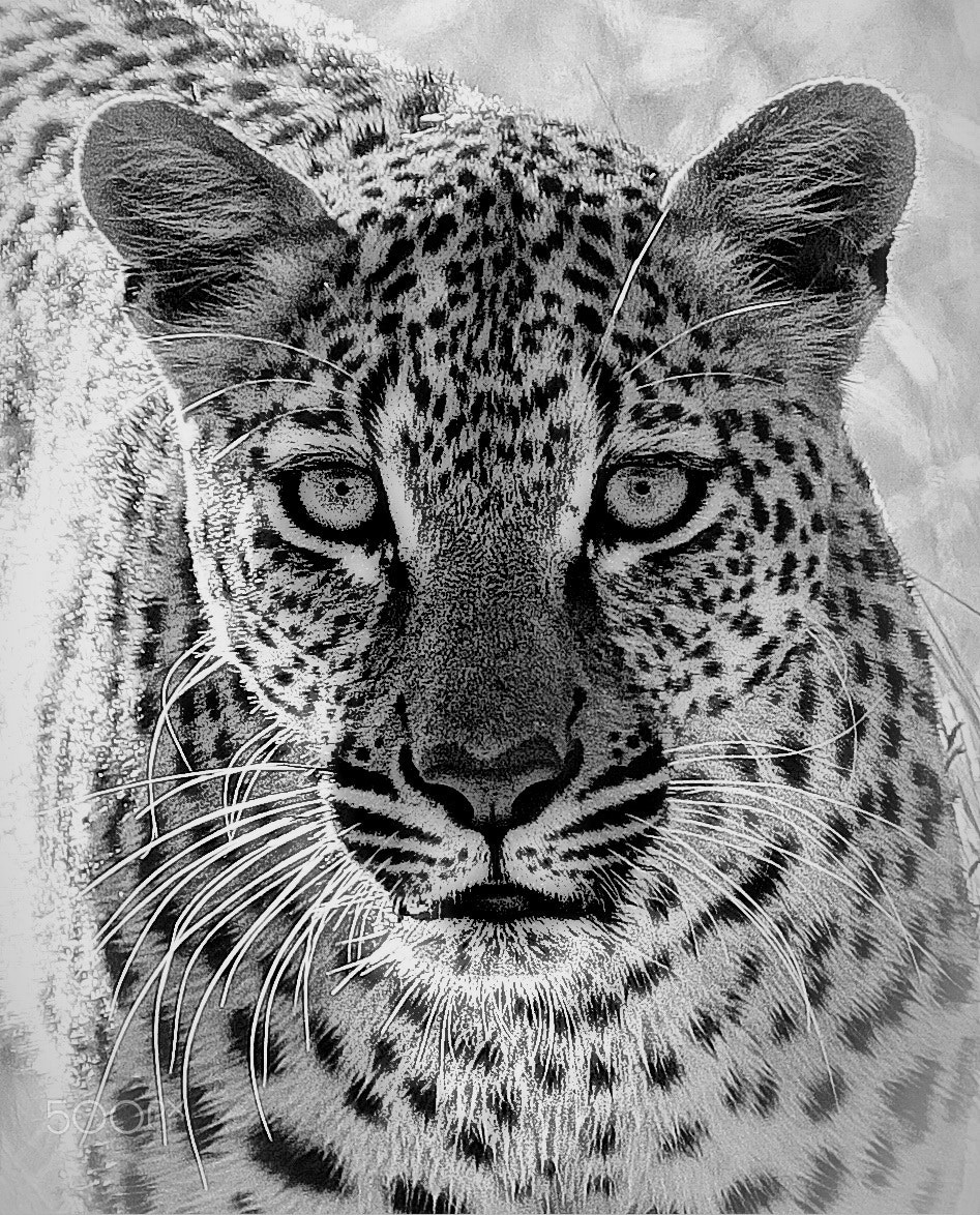 Canon EOS 60D + Canon EF 100-400mm F4.5-5.6L IS USM sample photo. Leopard in black and white. photography