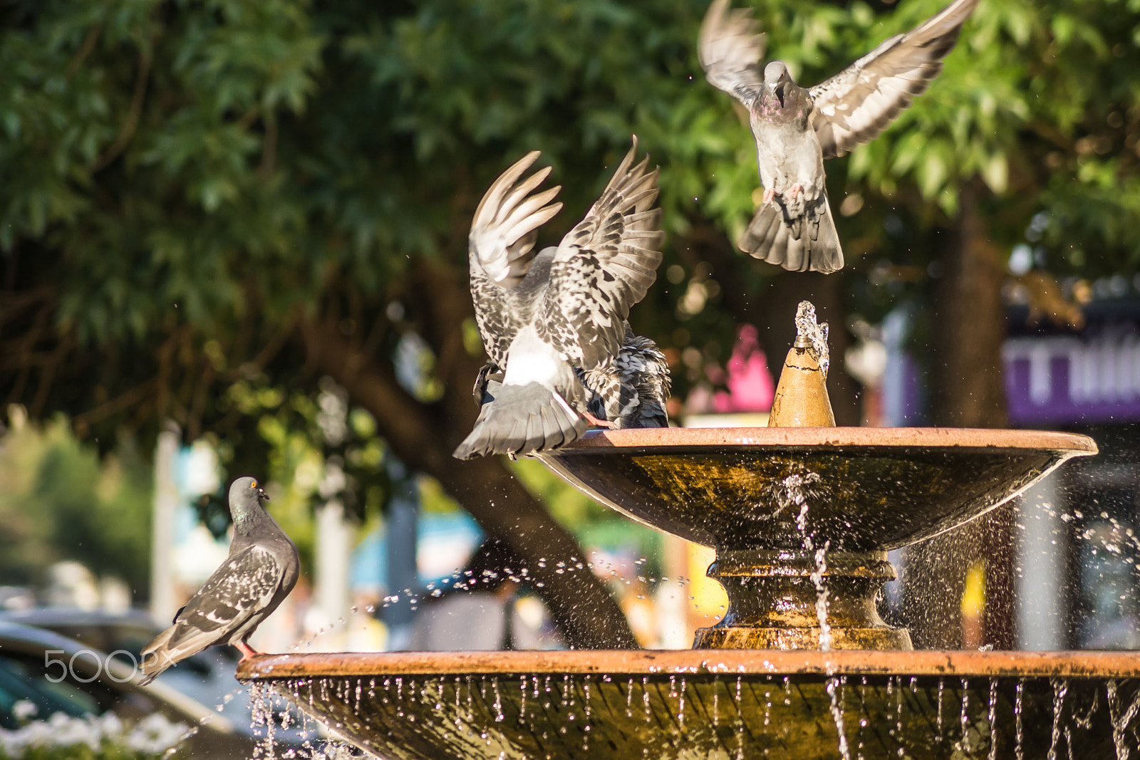 Sony SLT-A65 (SLT-A65V) sample photo. + 95,0 f,  in the shade! photography