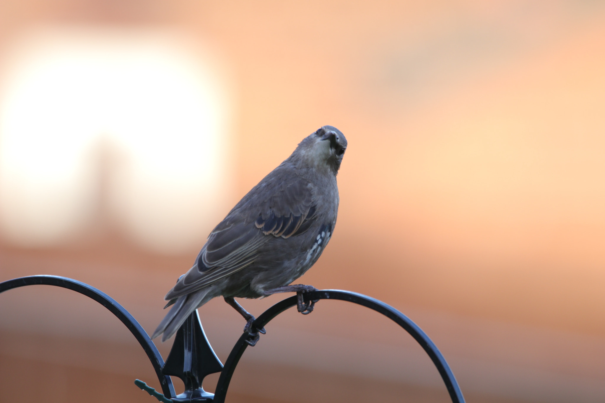 Sigma 150-600mm F5-6.3 DG OS HSM | C sample photo. Starling visitors photography
