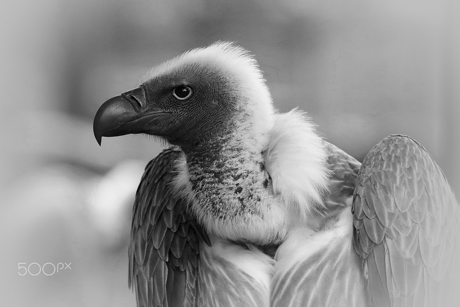 Canon EF 100-400mm F4.5-5.6L IS USM sample photo. Cape vulture black and white photography