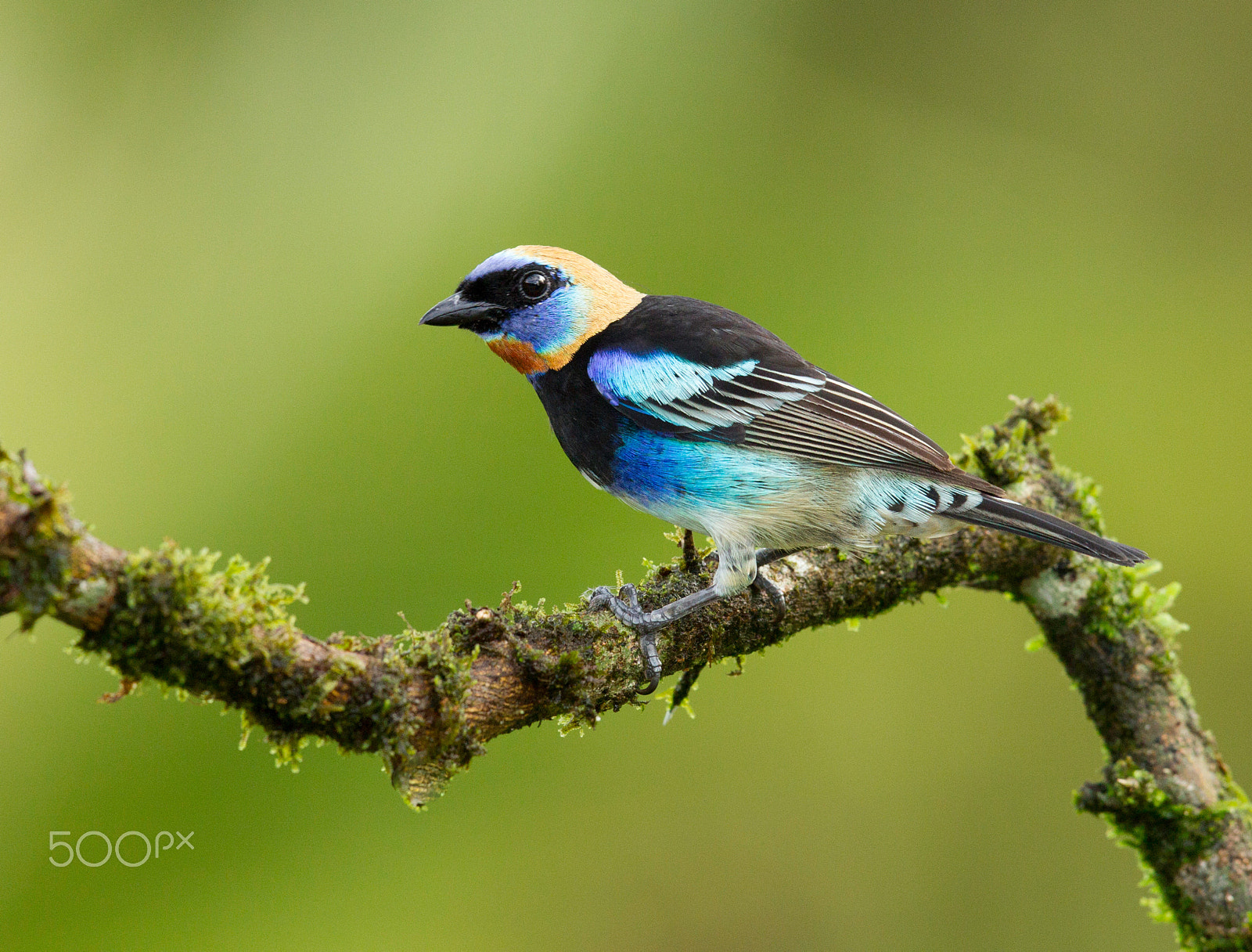 Canon EOS-1D Mark IV + Canon EF 500mm F4L IS II USM sample photo. Golden hooded tanager photography
