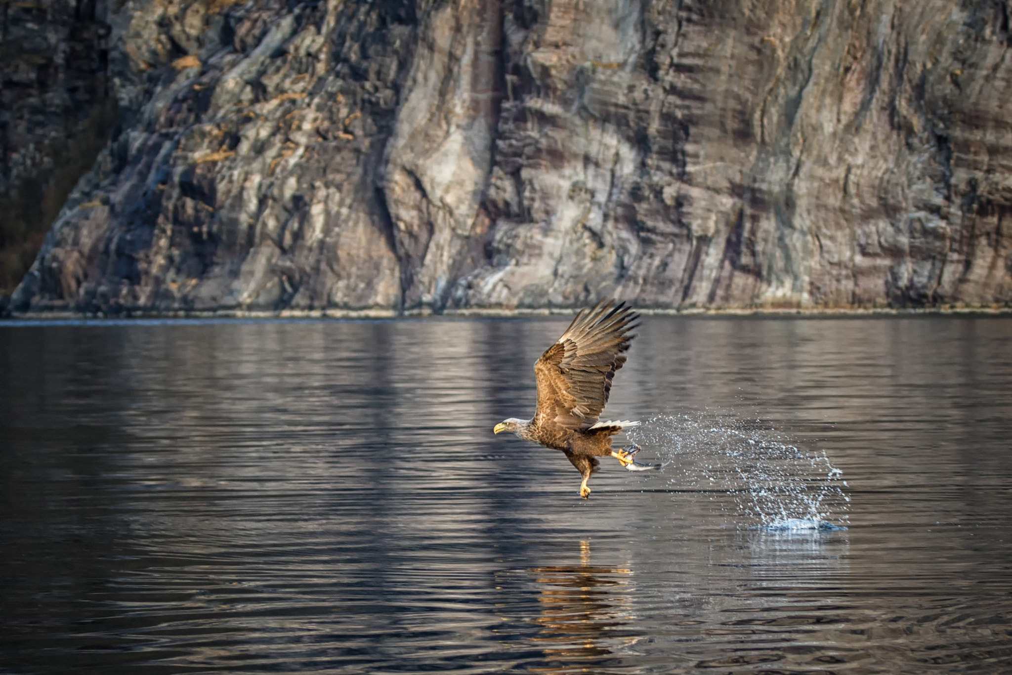 Canon EF 70-200mm F2.8L IS II USM sample photo. White-tailed eagle photography