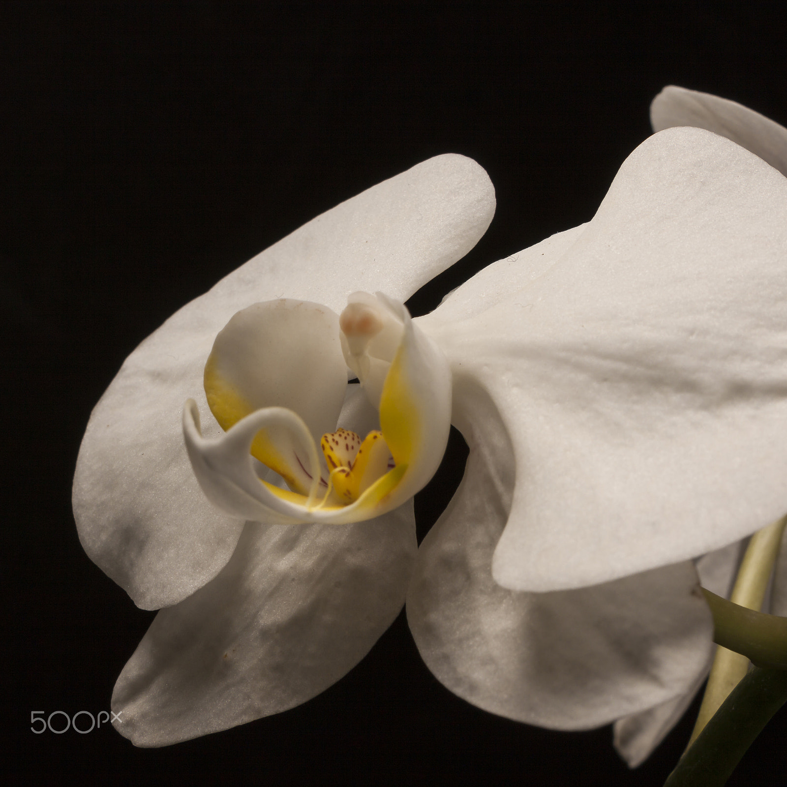 Canon EOS 50D + Canon EF 70-200mm F2.8L IS USM sample photo. White orchid photography
