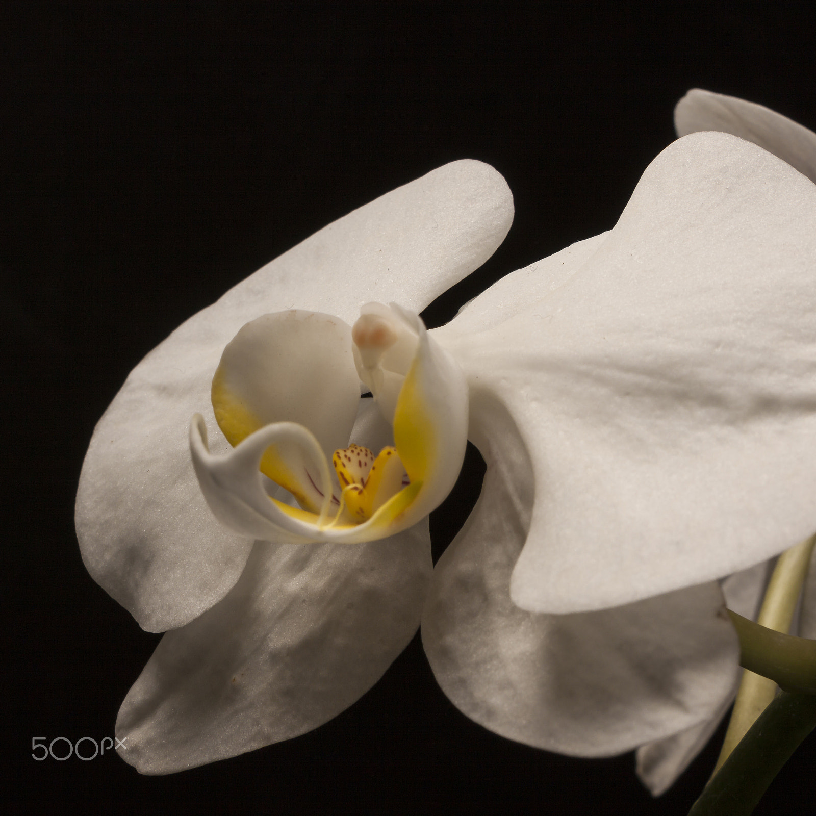 Canon EF 70-200mm F2.8L IS USM sample photo. White orchid photography