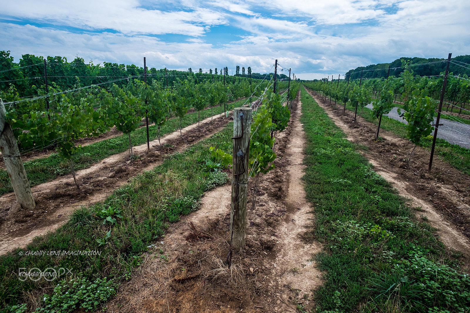 ZEISS Touit 12mm F2.8 sample photo. Shot at hinterbrook winery photography