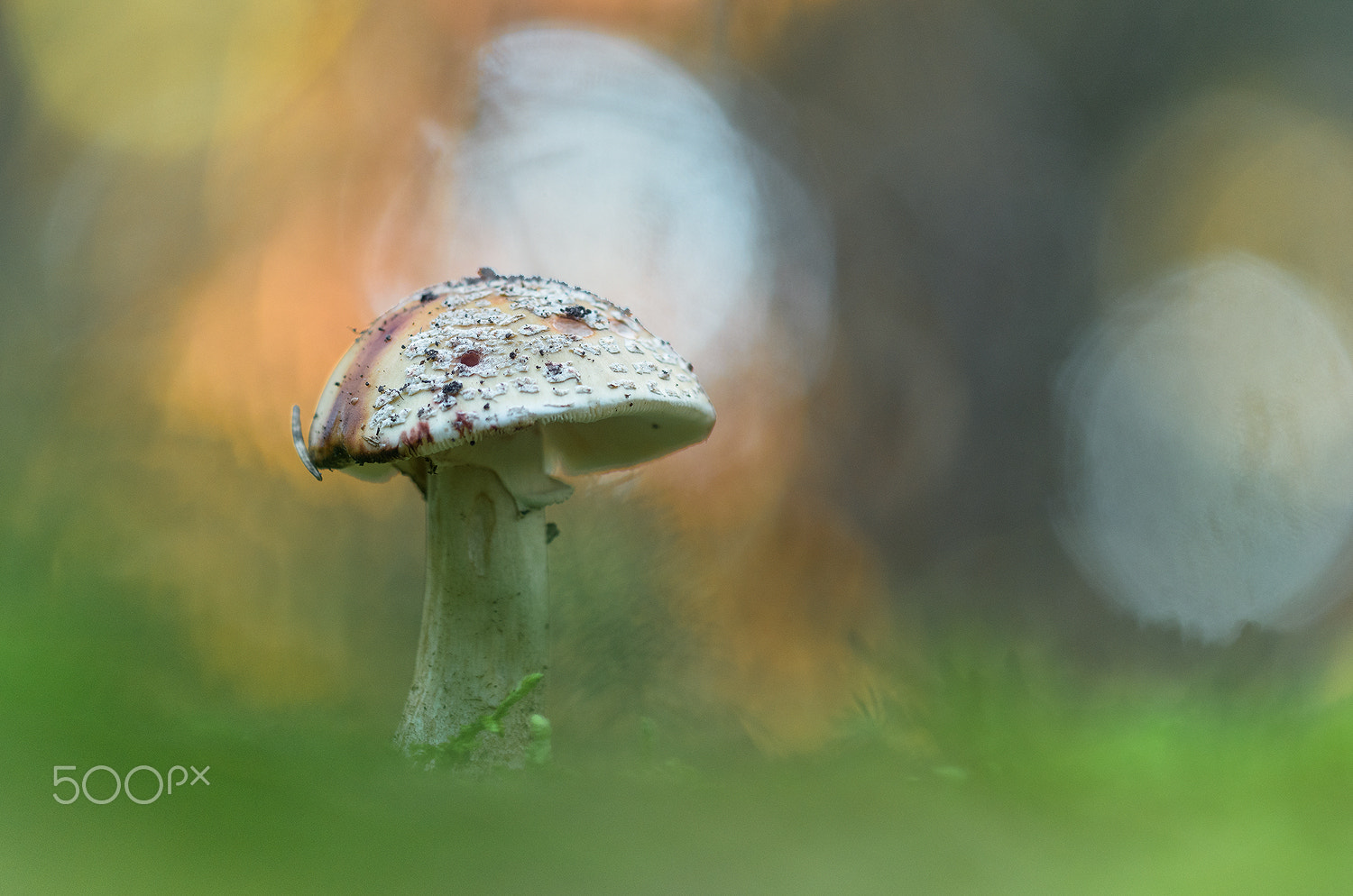 Sigma 150mm F2.8 EX DG Macro HSM sample photo. Blusher (perlpilz ) photography