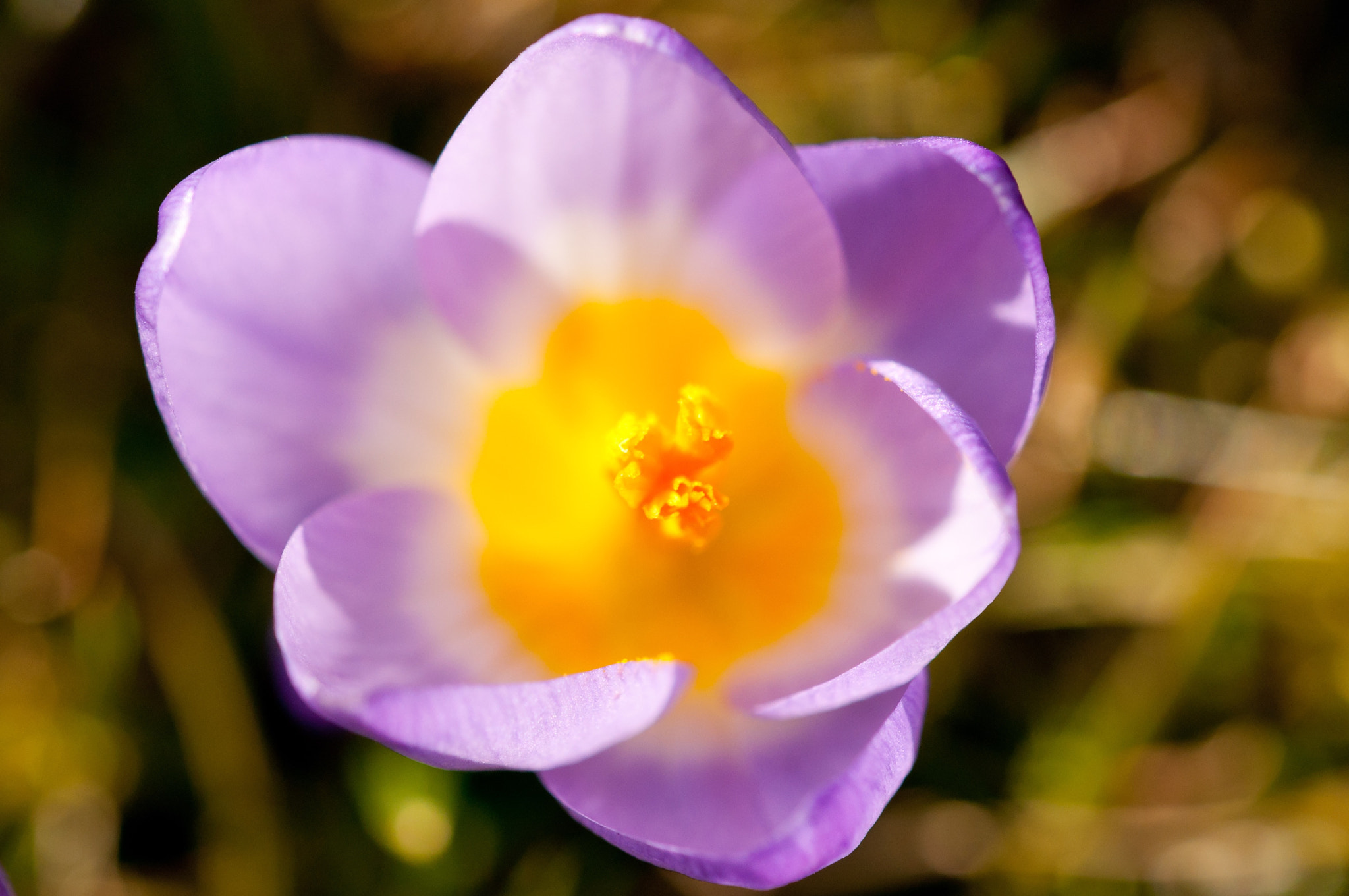 Sigma 150mm F2.8 EX DG Macro HSM sample photo. Nice! photography