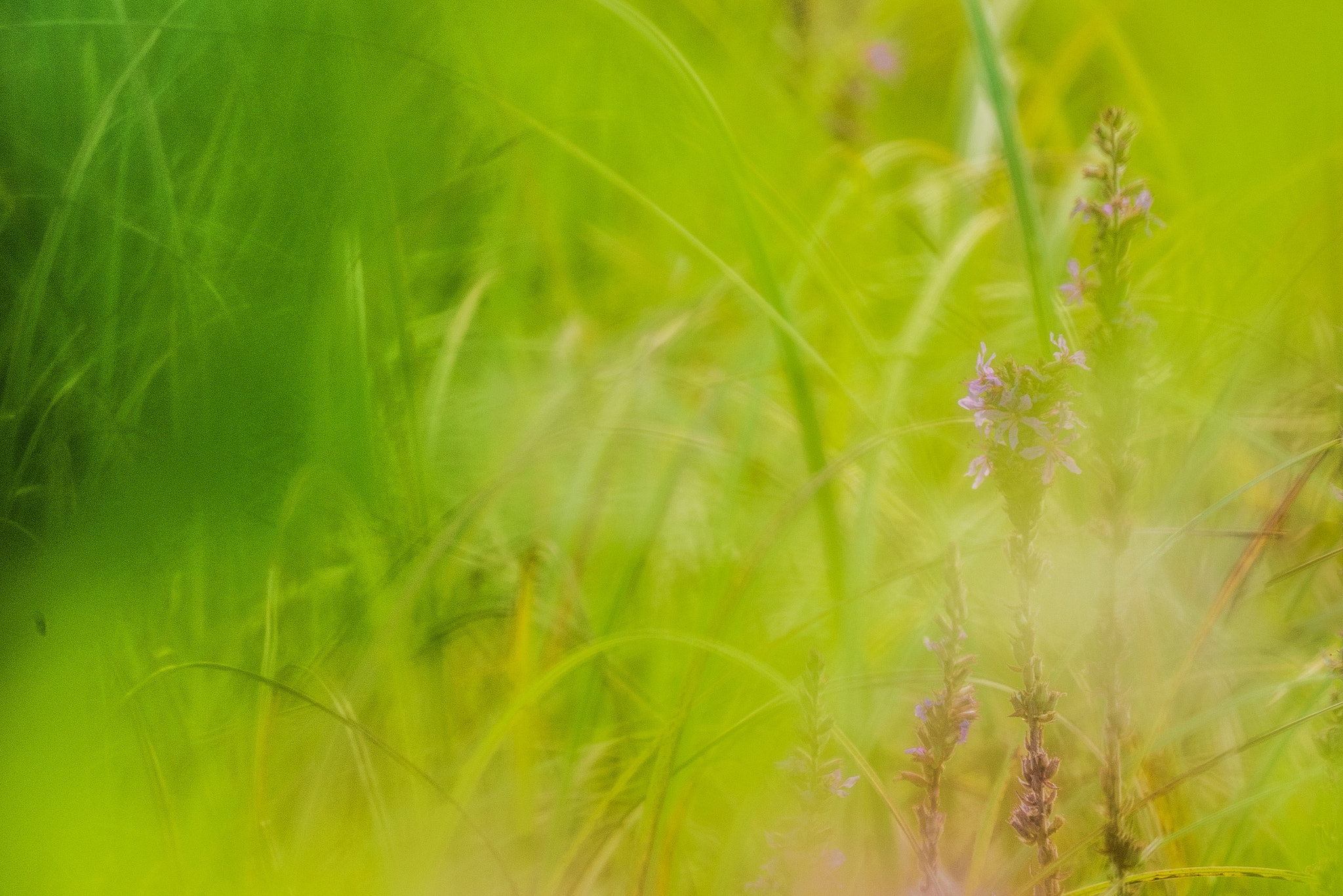 Panasonic Lumix DMC-GX8 + LEICA DG 100-400/F4.0-6.3 sample photo. Late summe photography