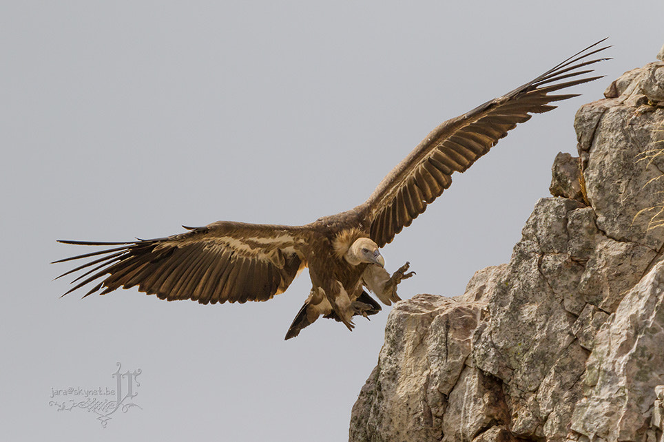 Canon EOS 7D Mark II + Canon EF 300mm F2.8L IS USM sample photo. Vautour_4a7a1158 photography