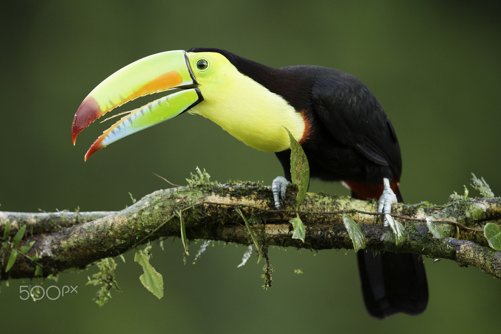 Canon EOS-1D Mark IV + Canon EF 500mm F4L IS II USM sample photo. Keel billed toucan photography