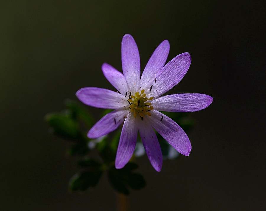 Pentax K20D + smc PENTAX-FA Macro 100mm F2.8 sample photo. Flover photography