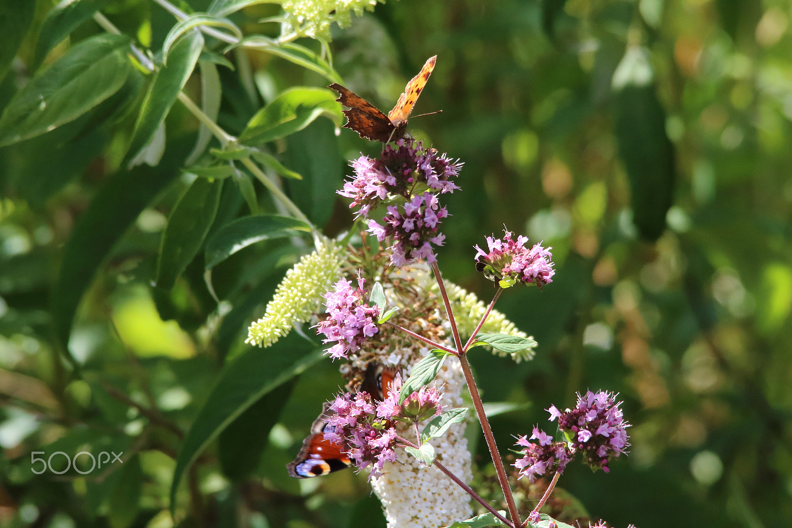 Sigma 150-500mm F5-6.3 DG OS HSM sample photo. Paradise for butterflies photography