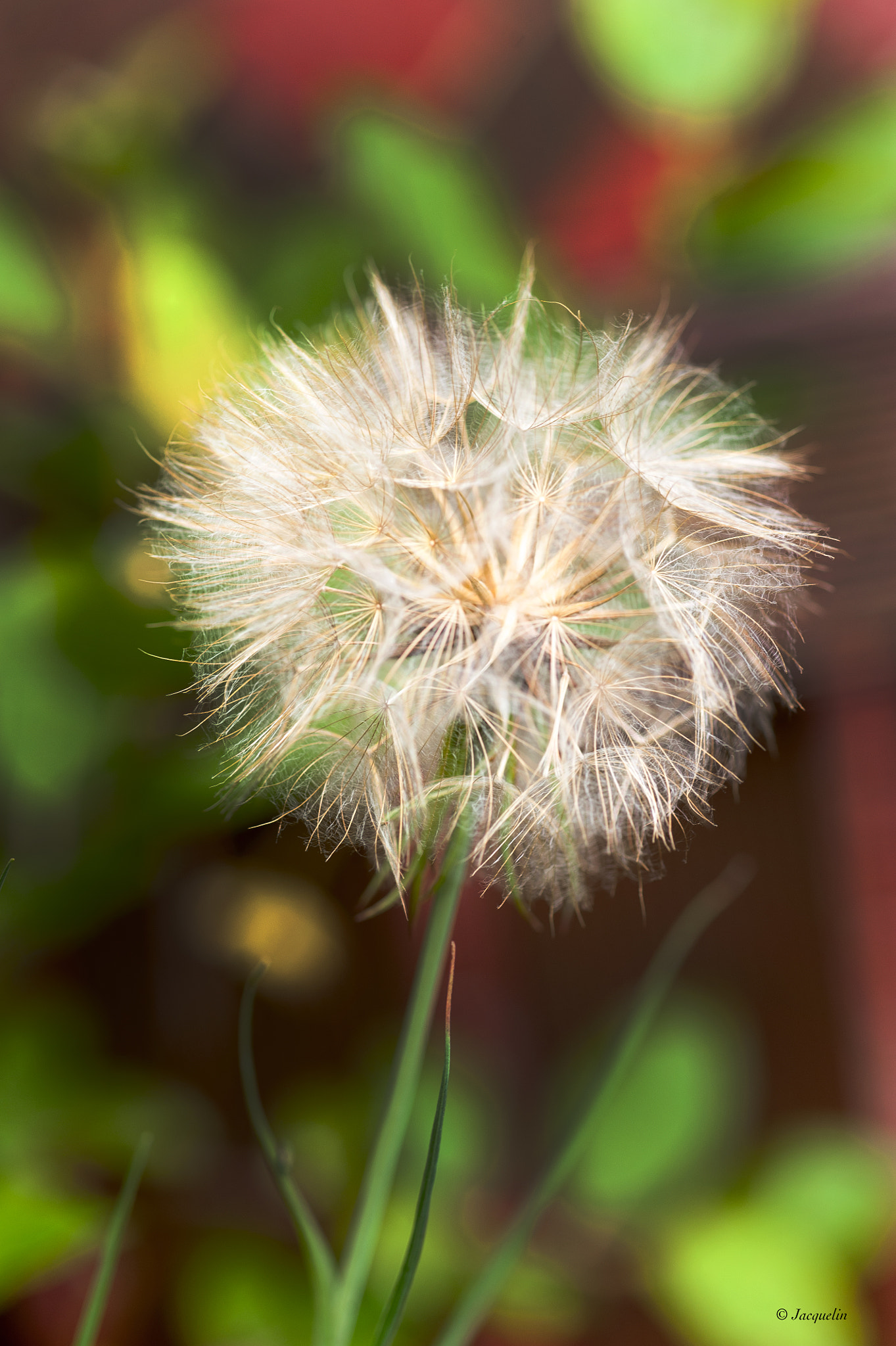 Nikon D3 + AF Micro-Nikkor 105mm f/2.8 sample photo. Pusteblume photography