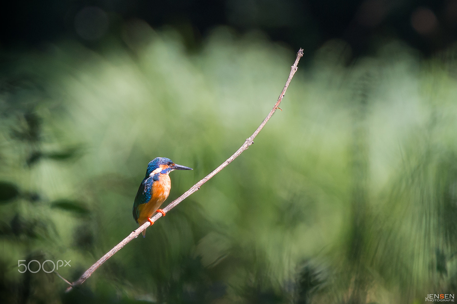 Nikon D4S sample photo. Kingfisher photography