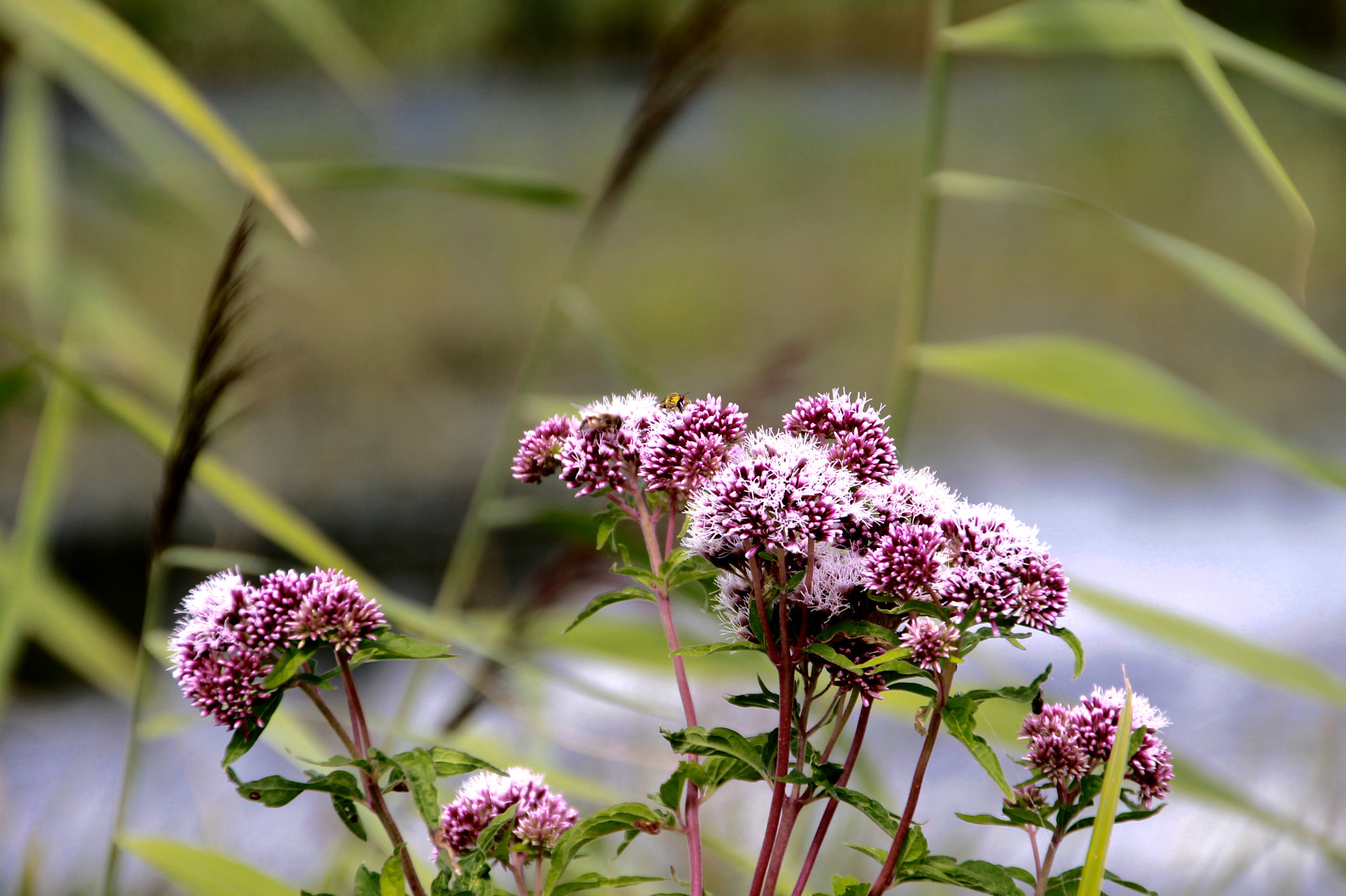 Canon 18-250mm sample photo