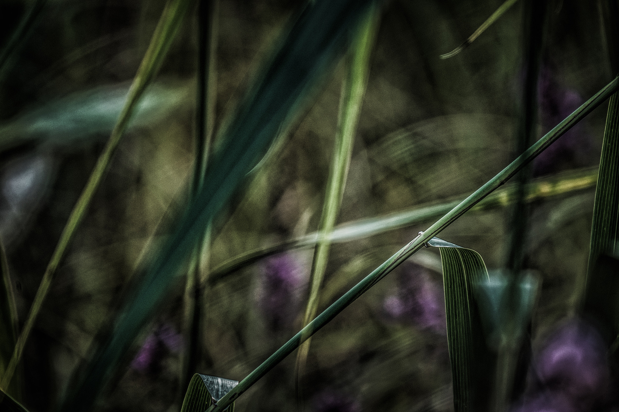 Panasonic Lumix DMC-GX8 + LEICA DG 100-400/F4.0-6.3 sample photo. Nature art photography