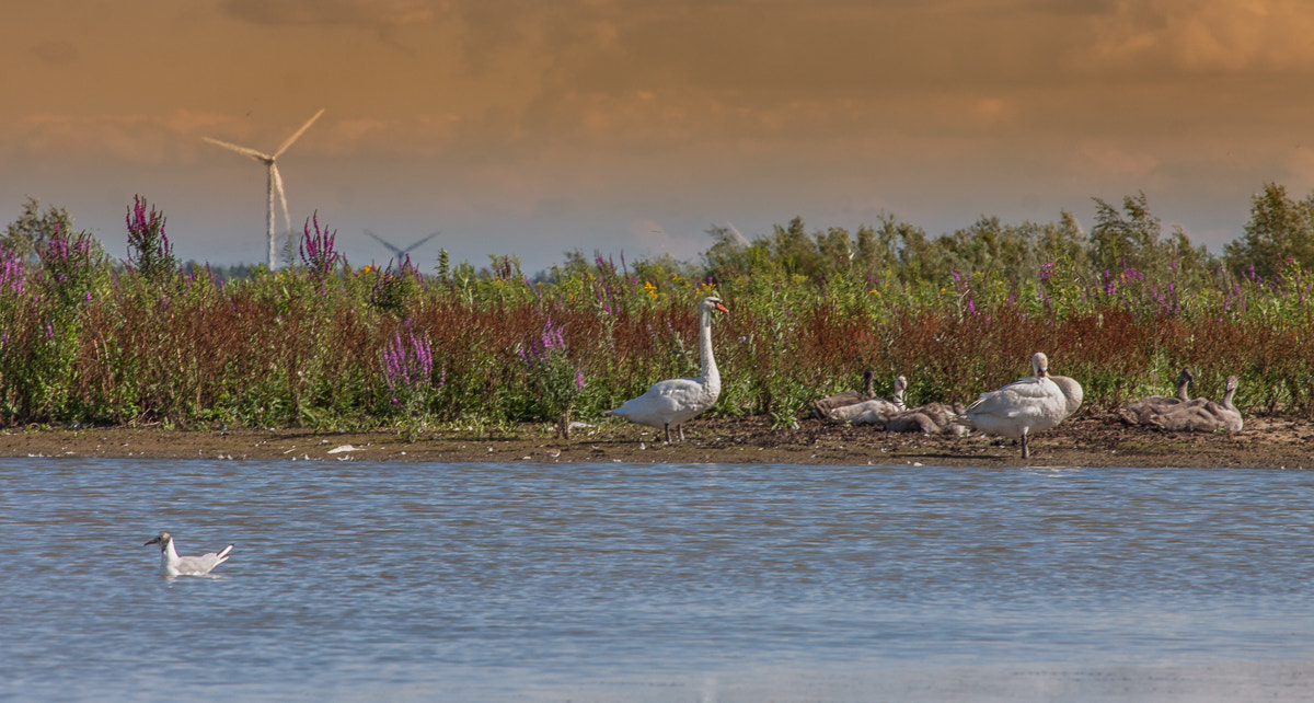 Canon EF-S 55-250mm F4-5.6 IS STM sample photo. Bird meeting photography