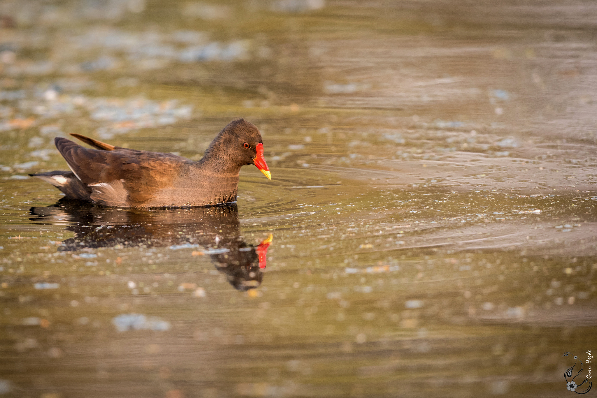 Nikon AF-S Nikkor 400mm F2.8G ED VR II sample photo. Common moorhen photography