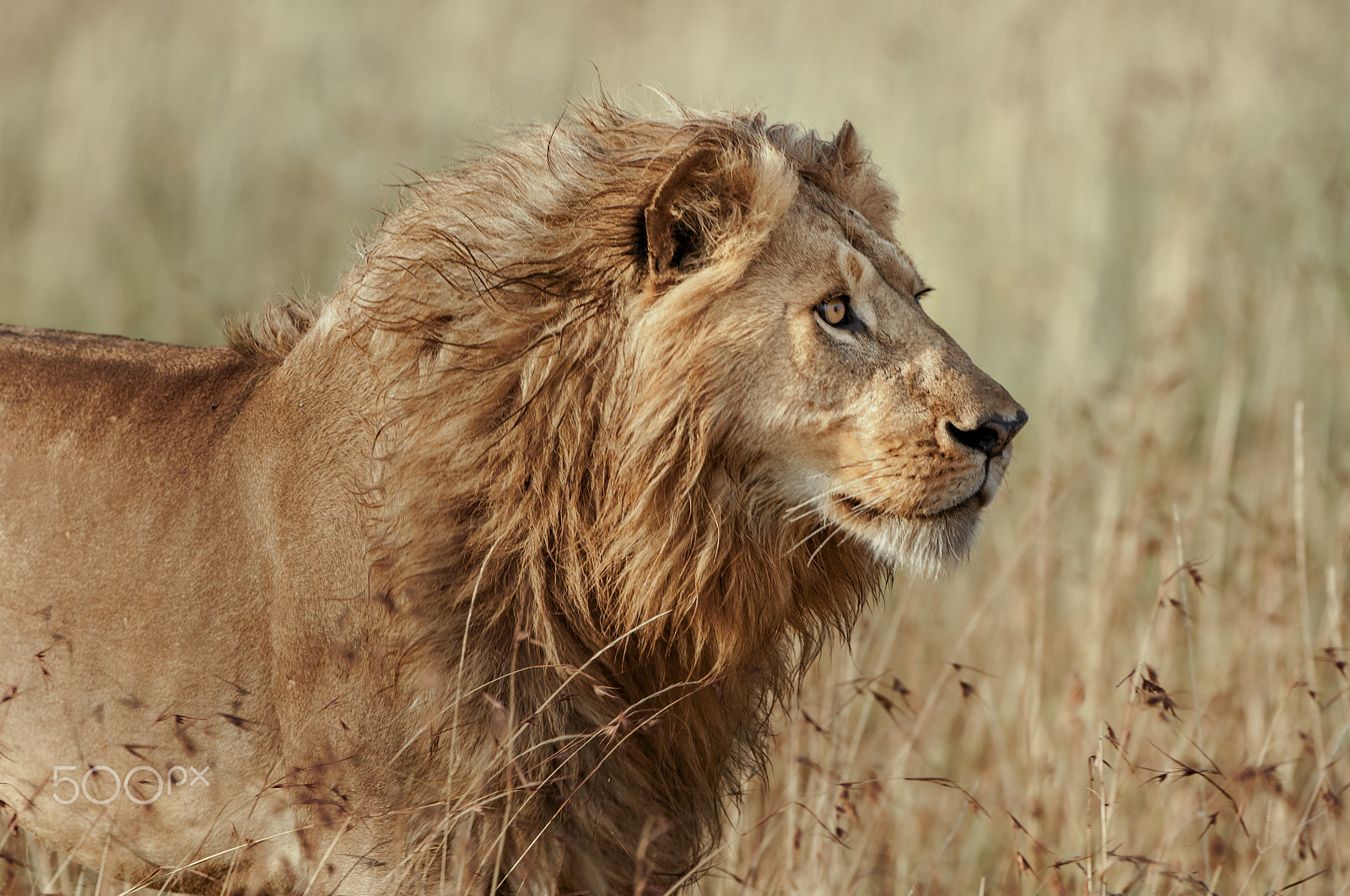 Nikon D300S + Nikon AF-S Nikkor 500mm F4G ED VR sample photo. Magnificent king photography