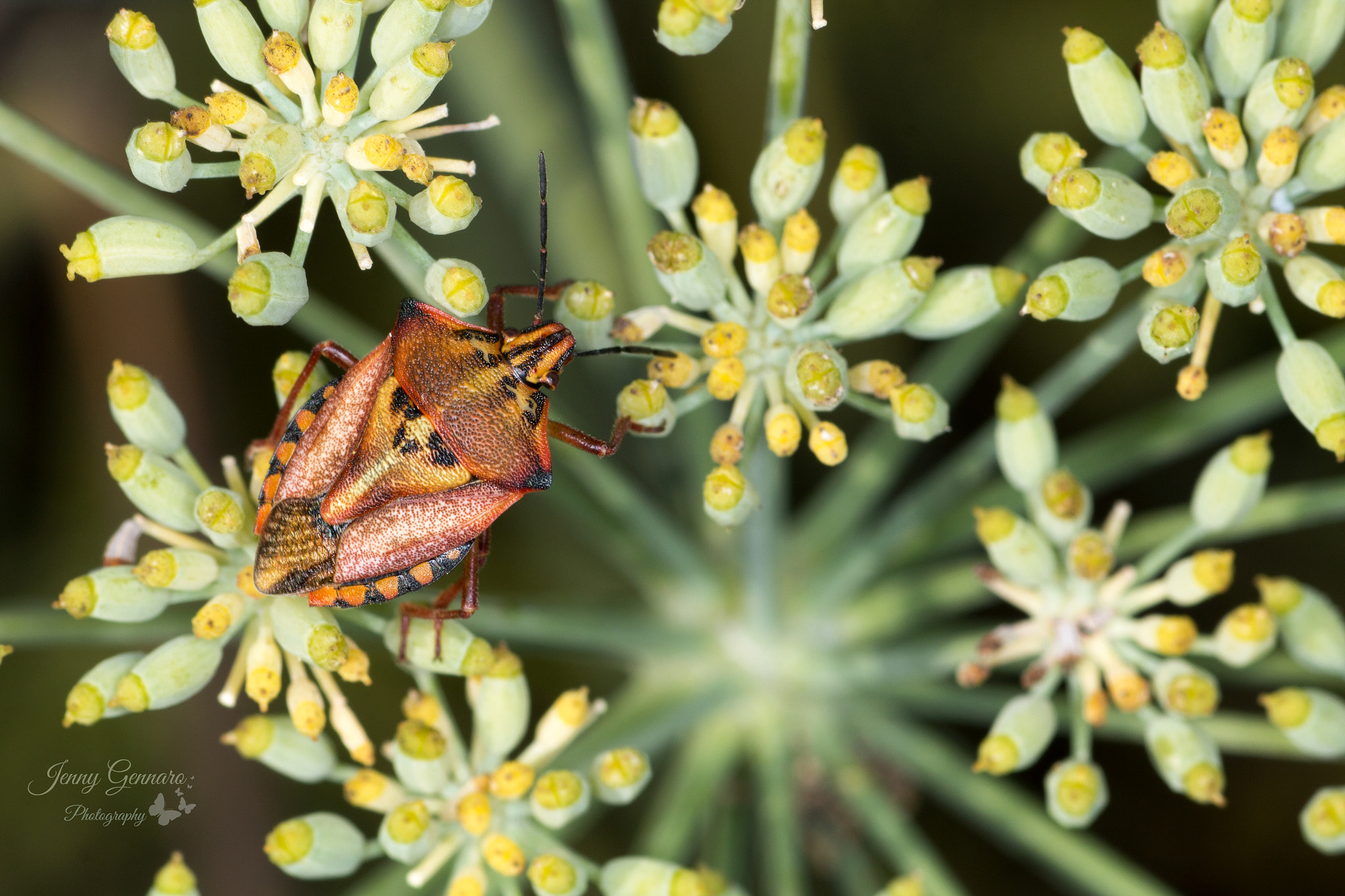 Canon EF 100mm F2.8 Macro USM sample photo. Beetle photography