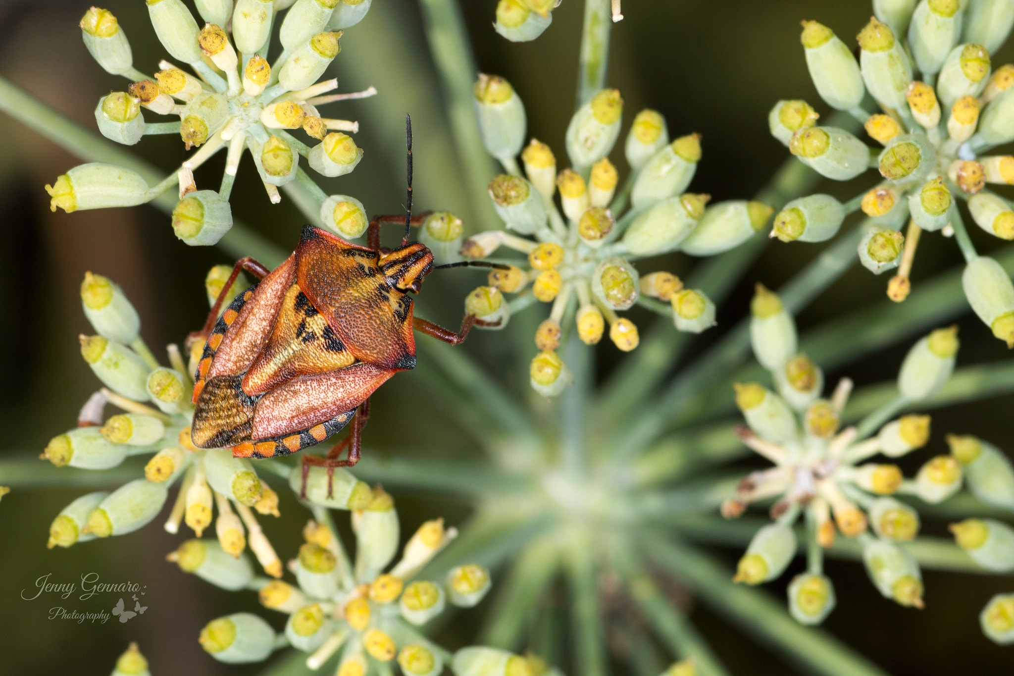 Canon EOS 650D (EOS Rebel T4i / EOS Kiss X6i) + Canon EF 100mm F2.8 Macro USM sample photo. Beetle photography