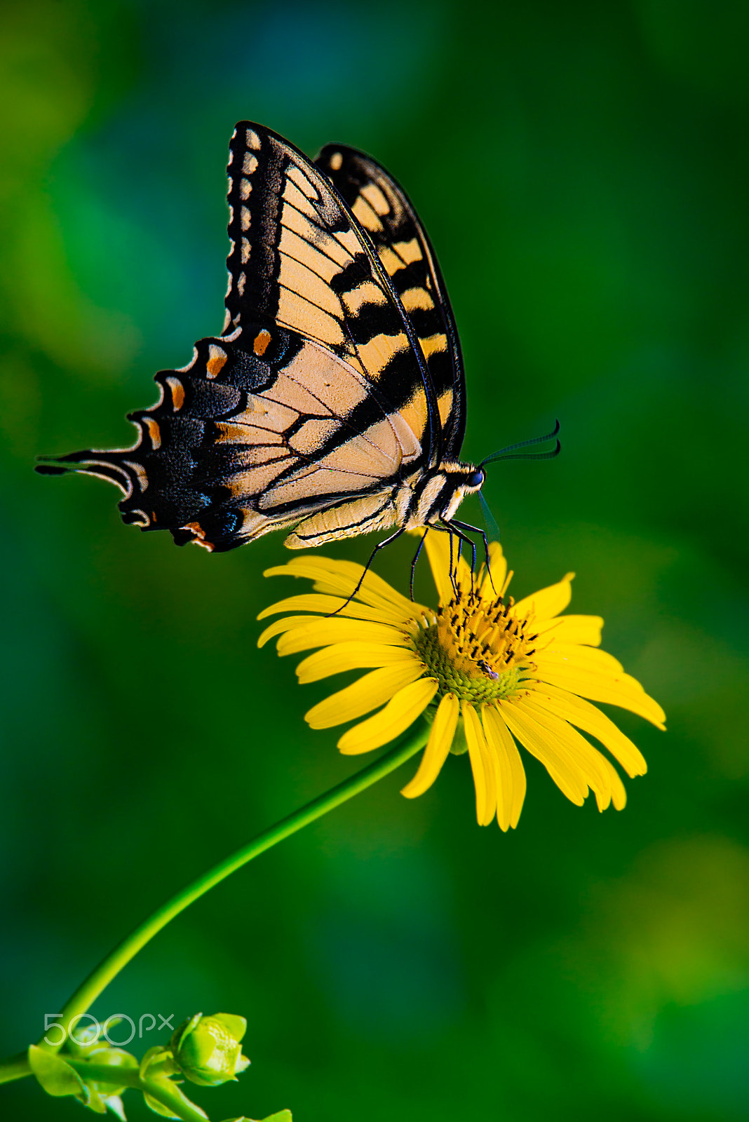 Nikon D800E sample photo. Edit photography