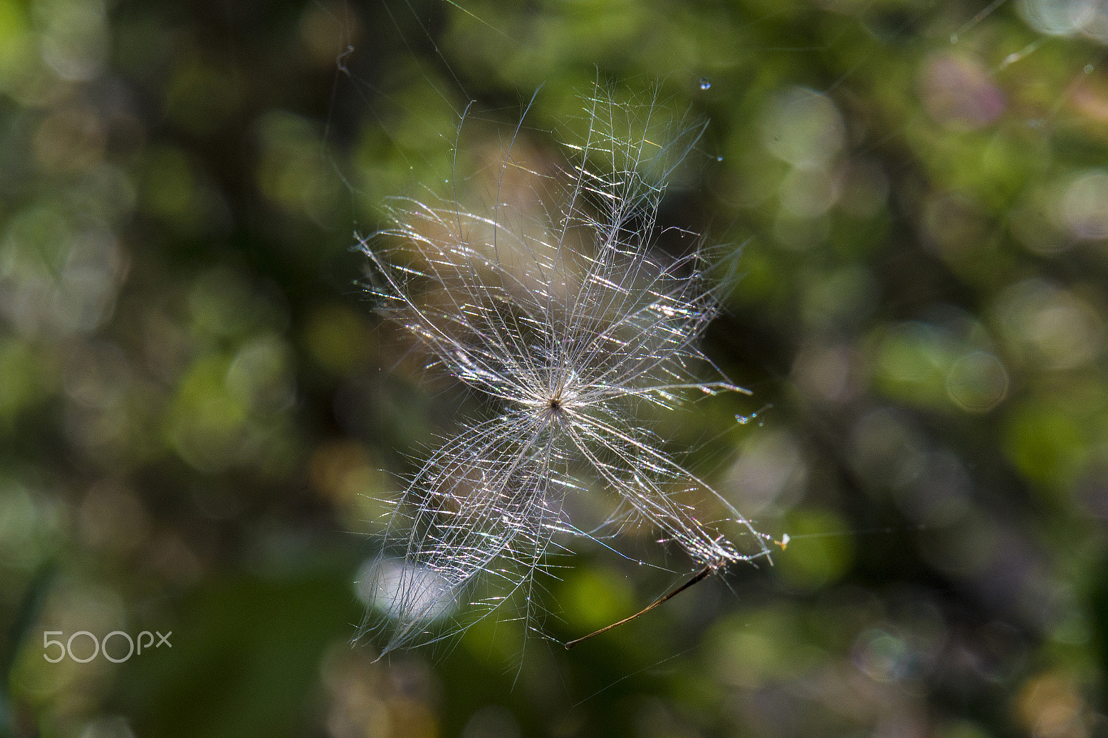 Nikon AF-S DX Micro-Nikkor 85mm F3.5G ED VR sample photo. Caught photography