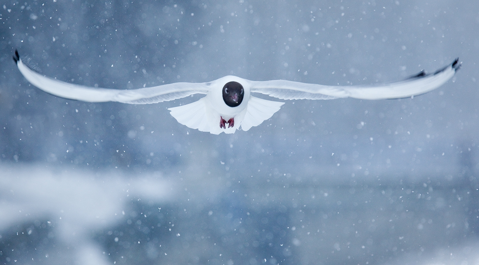 Canon EF 100-400mm F4.5-5.6L IS USM sample photo. Gull in winter photography