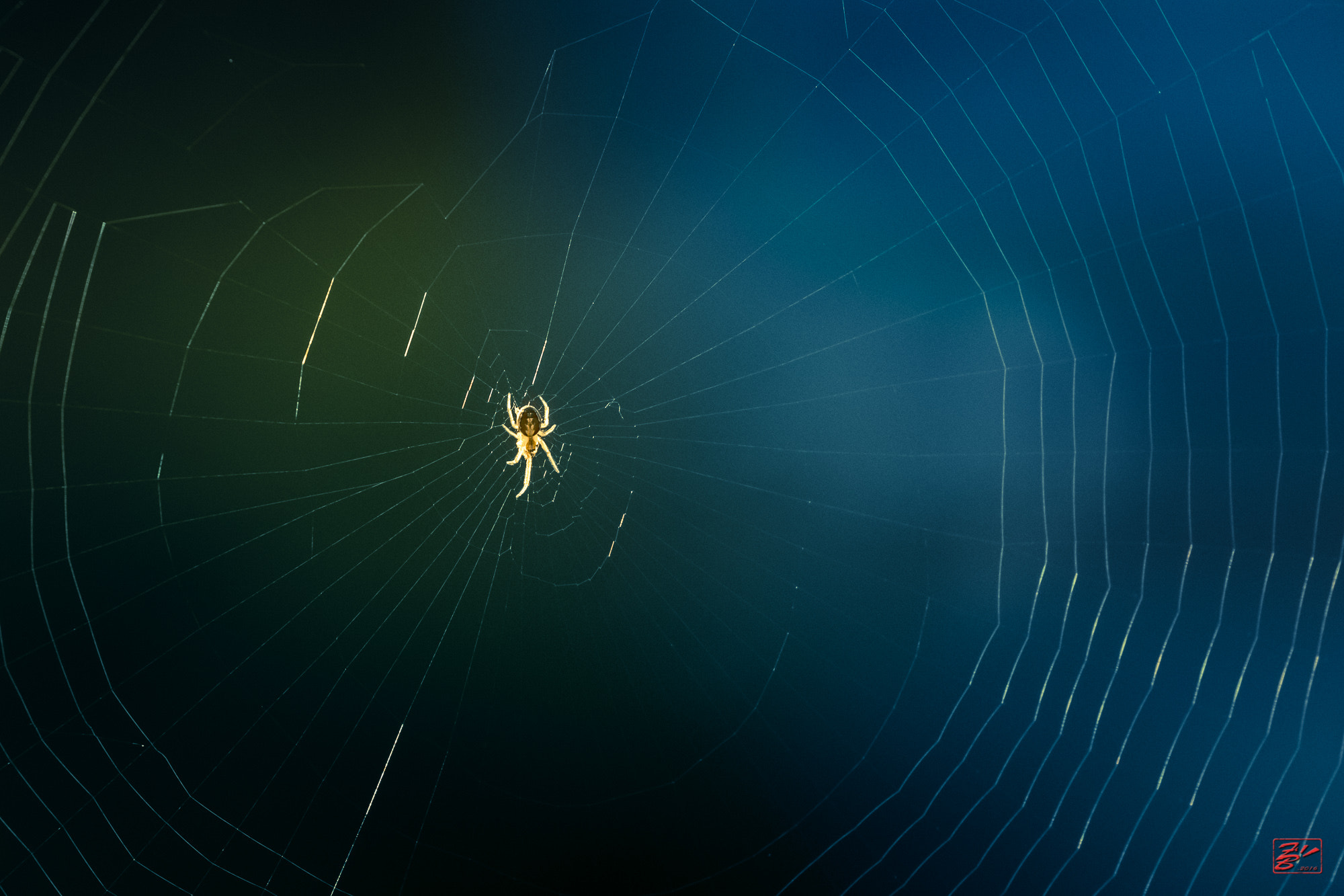 Canon EF 70-200mm F4L IS USM sample photo. Spider photography