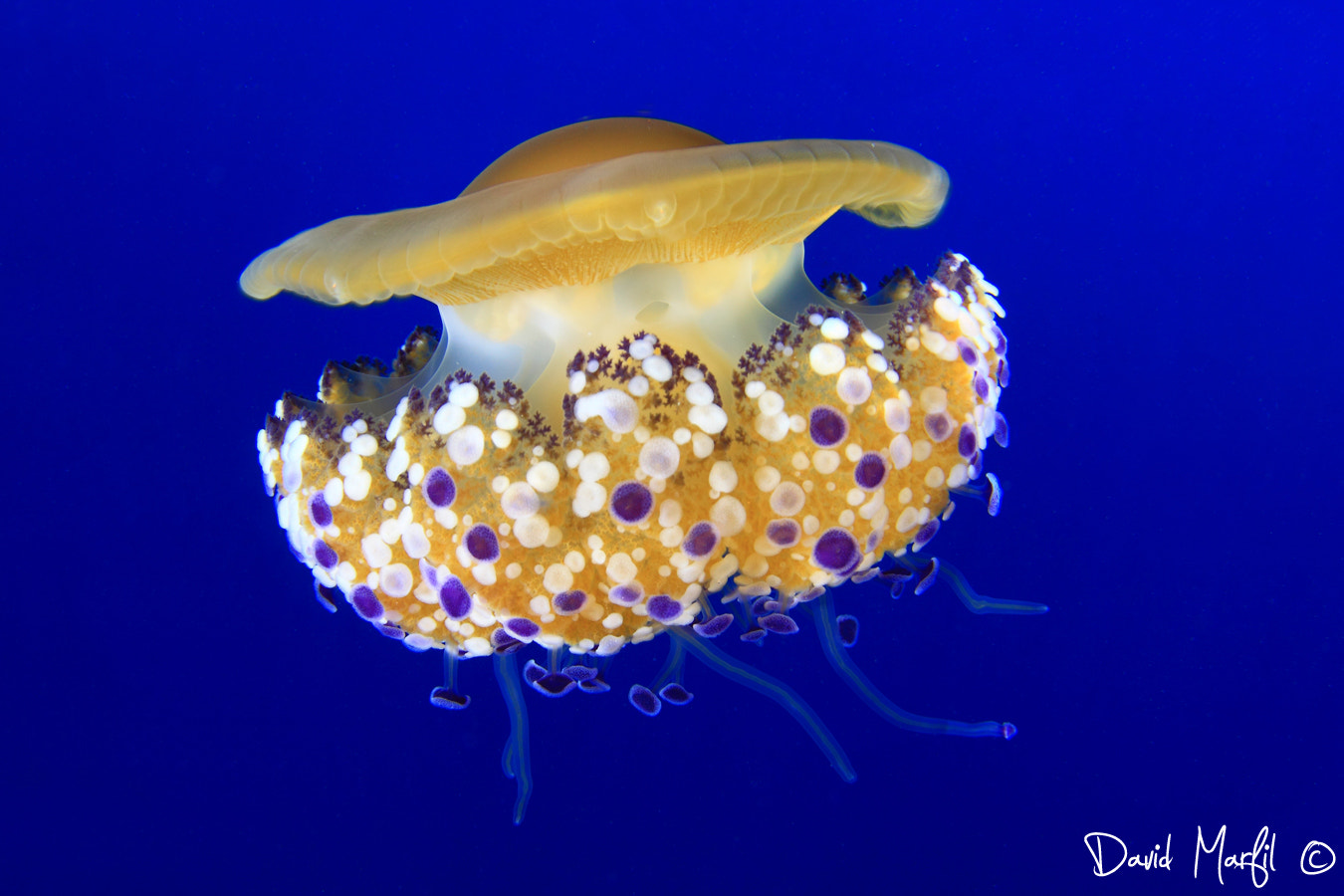 Canon EOS 50D sample photo. Cotylorhiza tuberculata photography