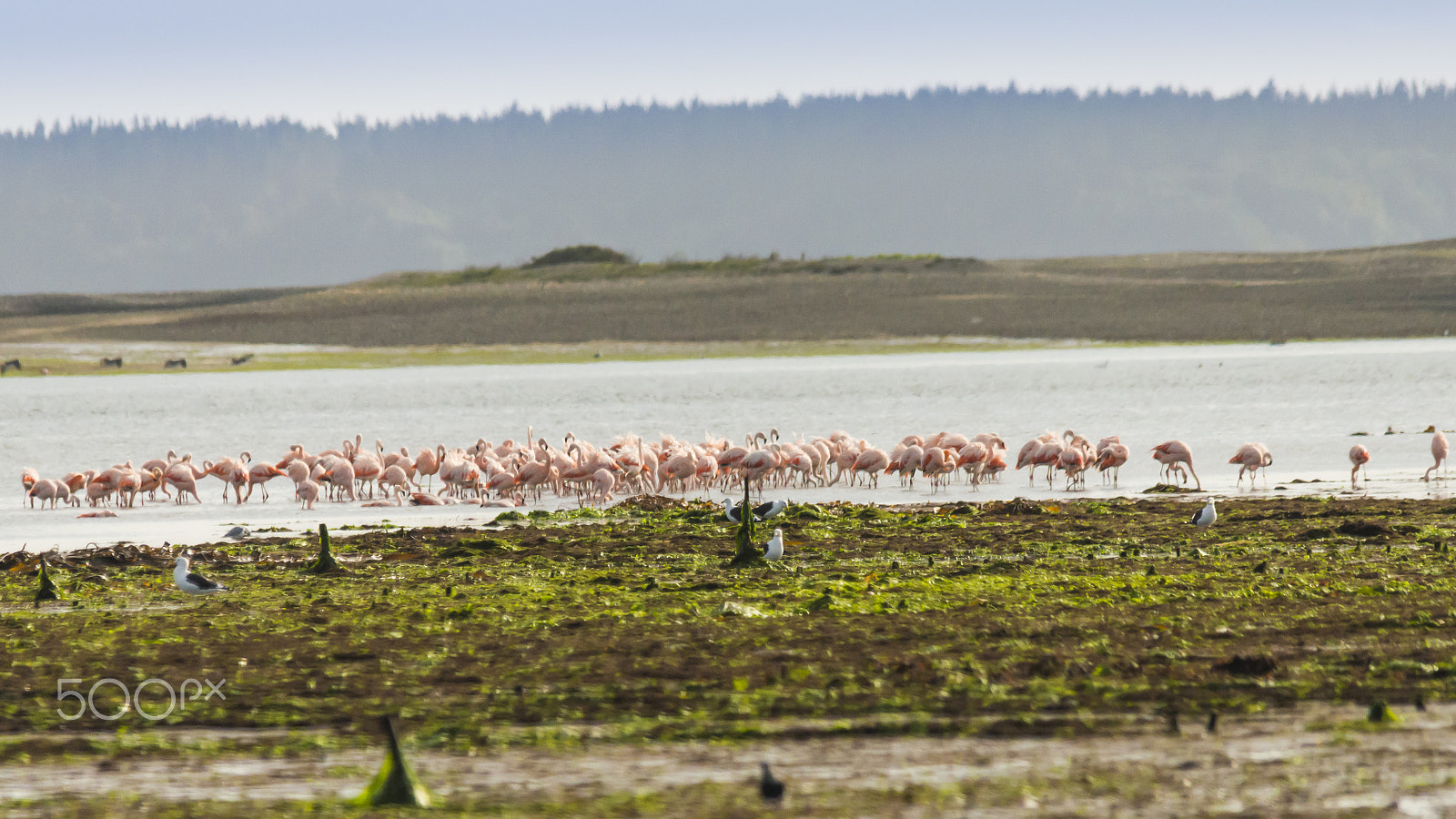 Sigma 150-500mm F5-6.3 DG OS HSM sample photo. Flamingos morning photography