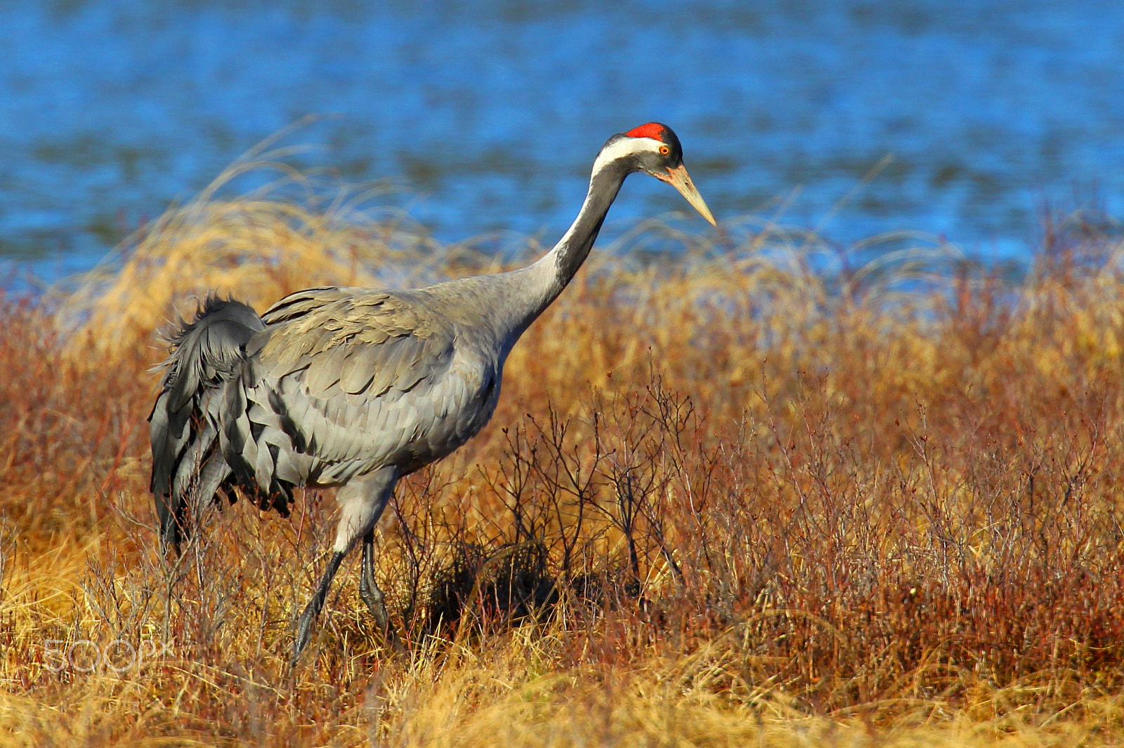 Canon EF 400mm F2.8L IS USM sample photo. Common crane in spring photography
