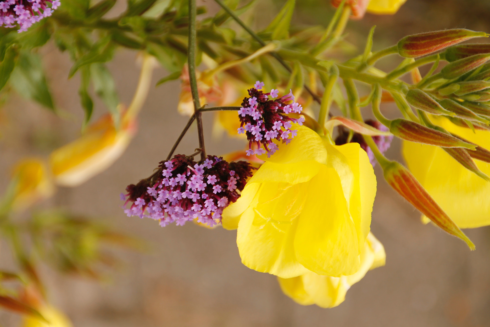 Canon 18-250mm sample photo