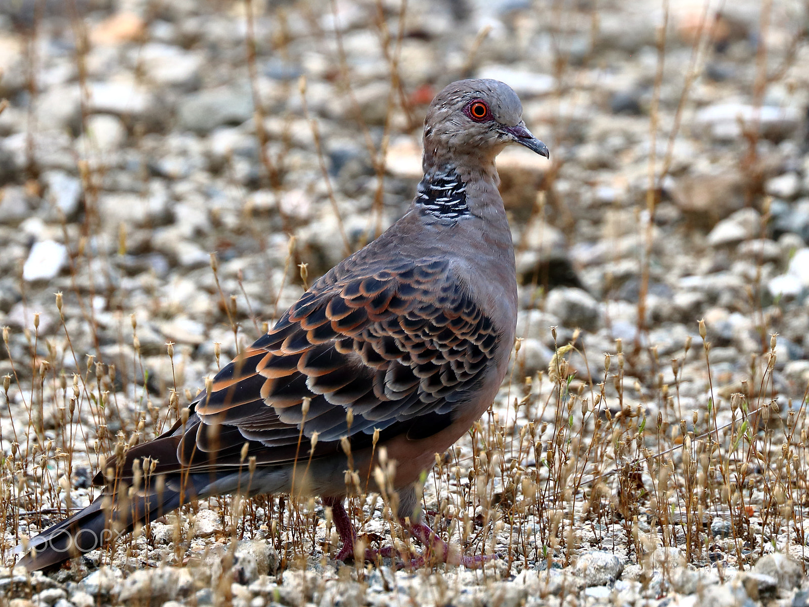 Canon EOS 750D (EOS Rebel T6i / EOS Kiss X8i) sample photo. Oriental turtle dove photography