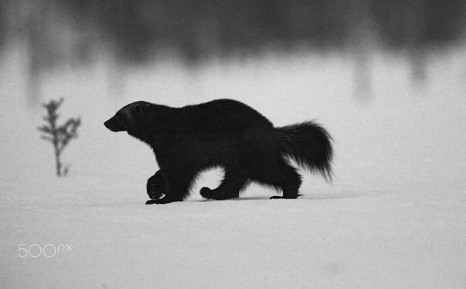 Canon EF 400mm F2.8L IS II USM sample photo. Wolverine photography