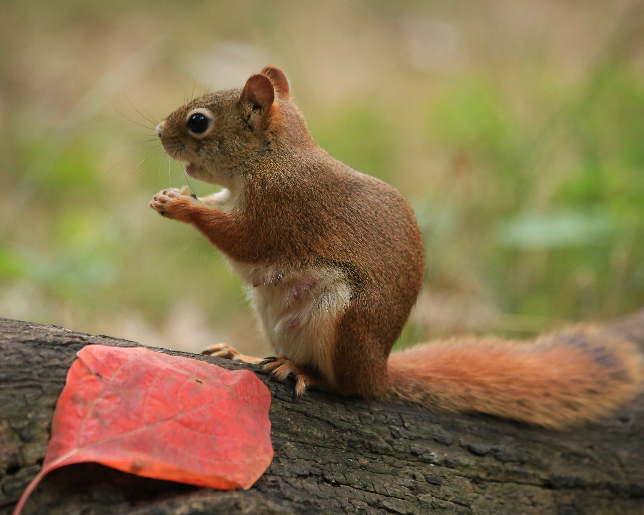 Canon EF 70-300mm F4-5.6 IS USM sample photo