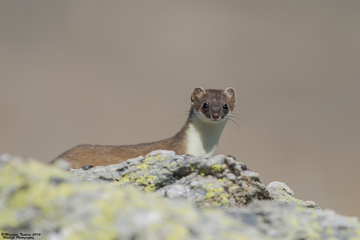Nikon AF-S Nikkor 300mm F2.8G ED VR II sample photo. Ermellino mustela erminea photography