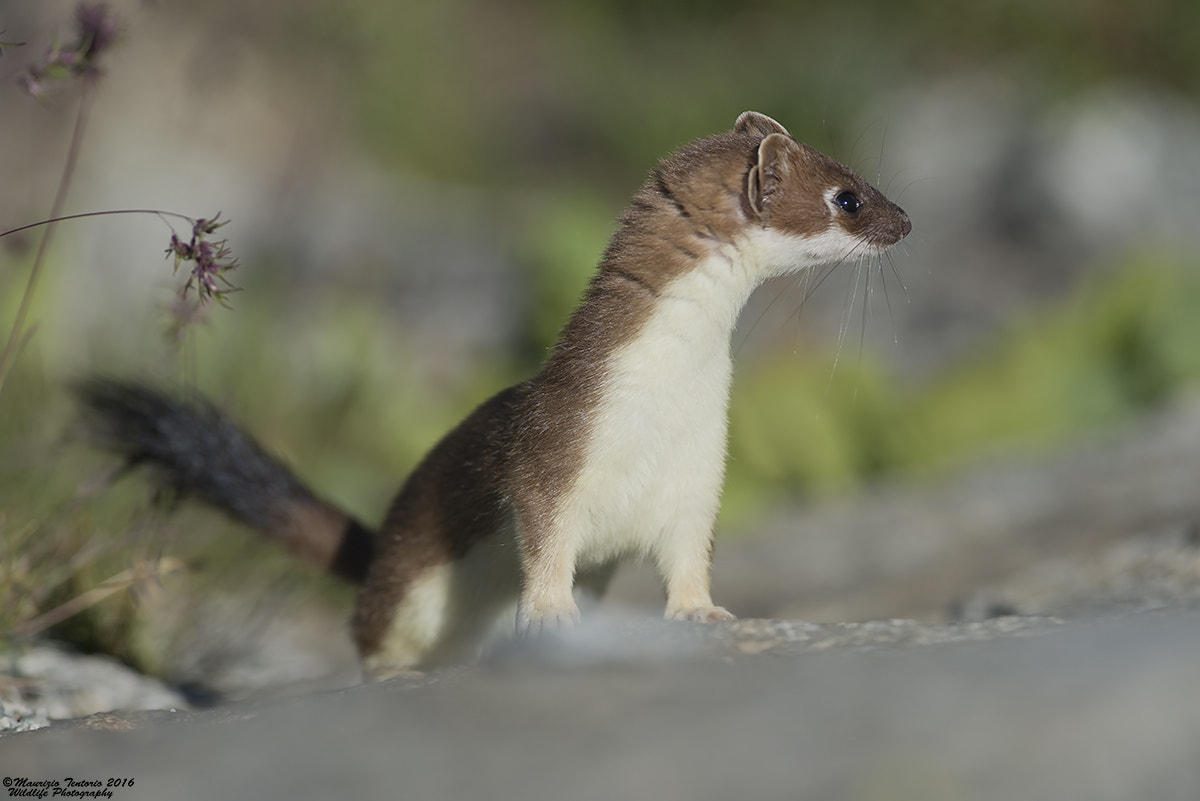 Nikon AF-S Nikkor 300mm F2.8G ED VR II sample photo. Ermellino mustela erminea photography