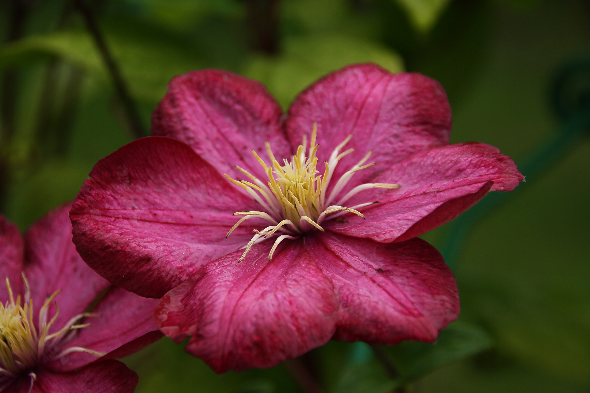 Canon EOS 1000D (EOS Digital Rebel XS / EOS Kiss F) sample photo. Clematis photography