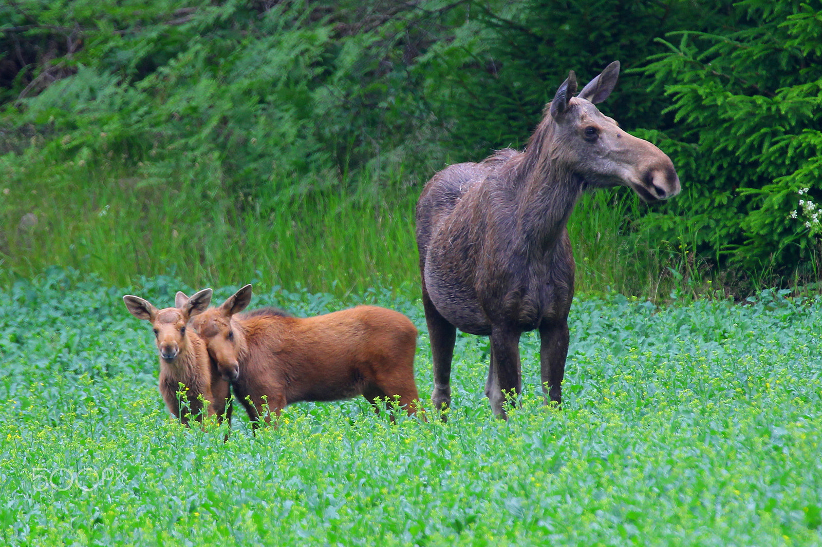 Canon EOS-1D Mark IV sample photo. Twin moose photography