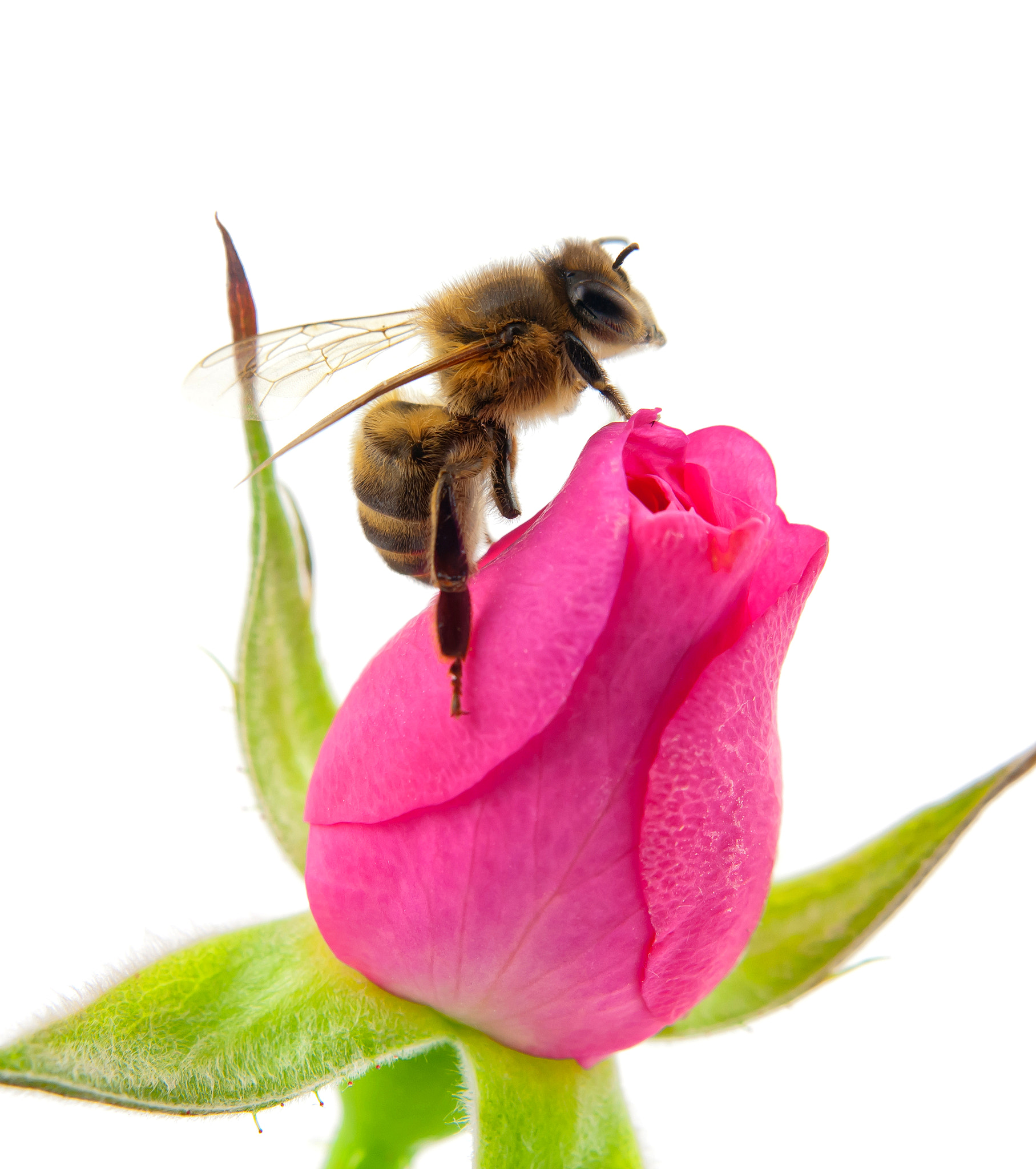 Nikon AF-S Micro-Nikkor 60mm F2.8G ED sample photo. Bee and pink rose photography