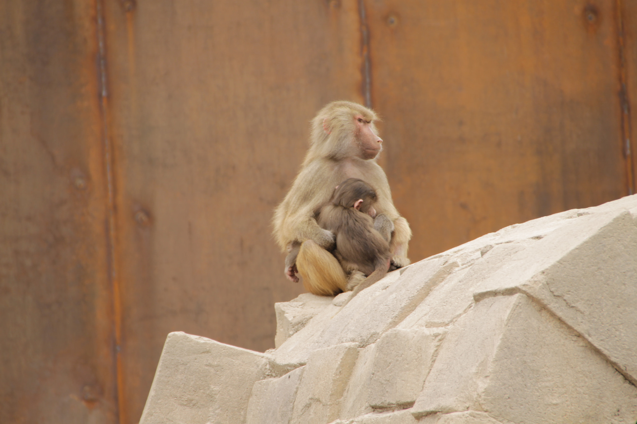 Sigma 18-250mm F3.5-6.3 DC OS HSM sample photo