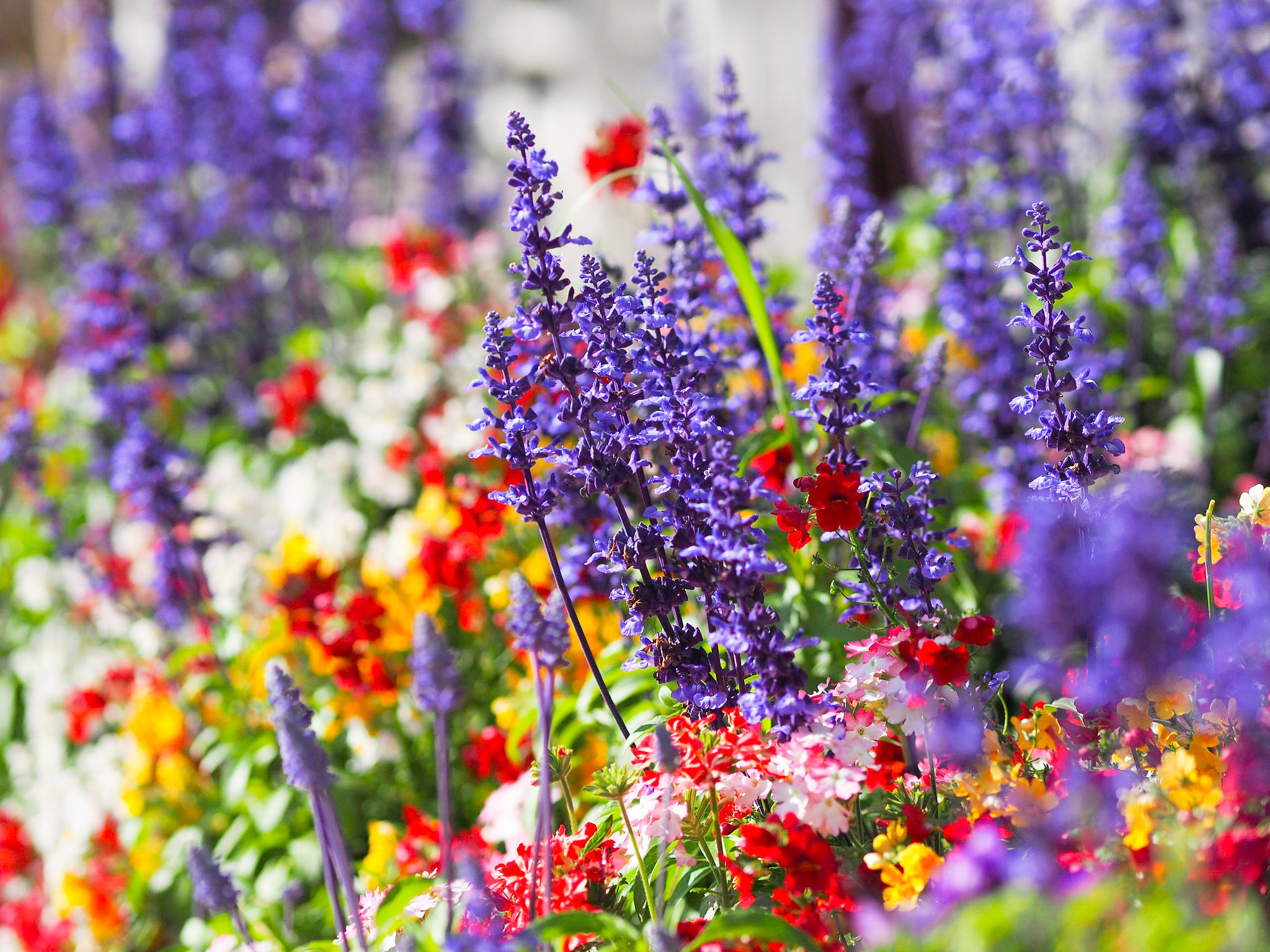 Olympus OM-D E-M5 II + Olympus M.Zuiko Digital ED 75mm F1.8 sample photo. Flowers photography