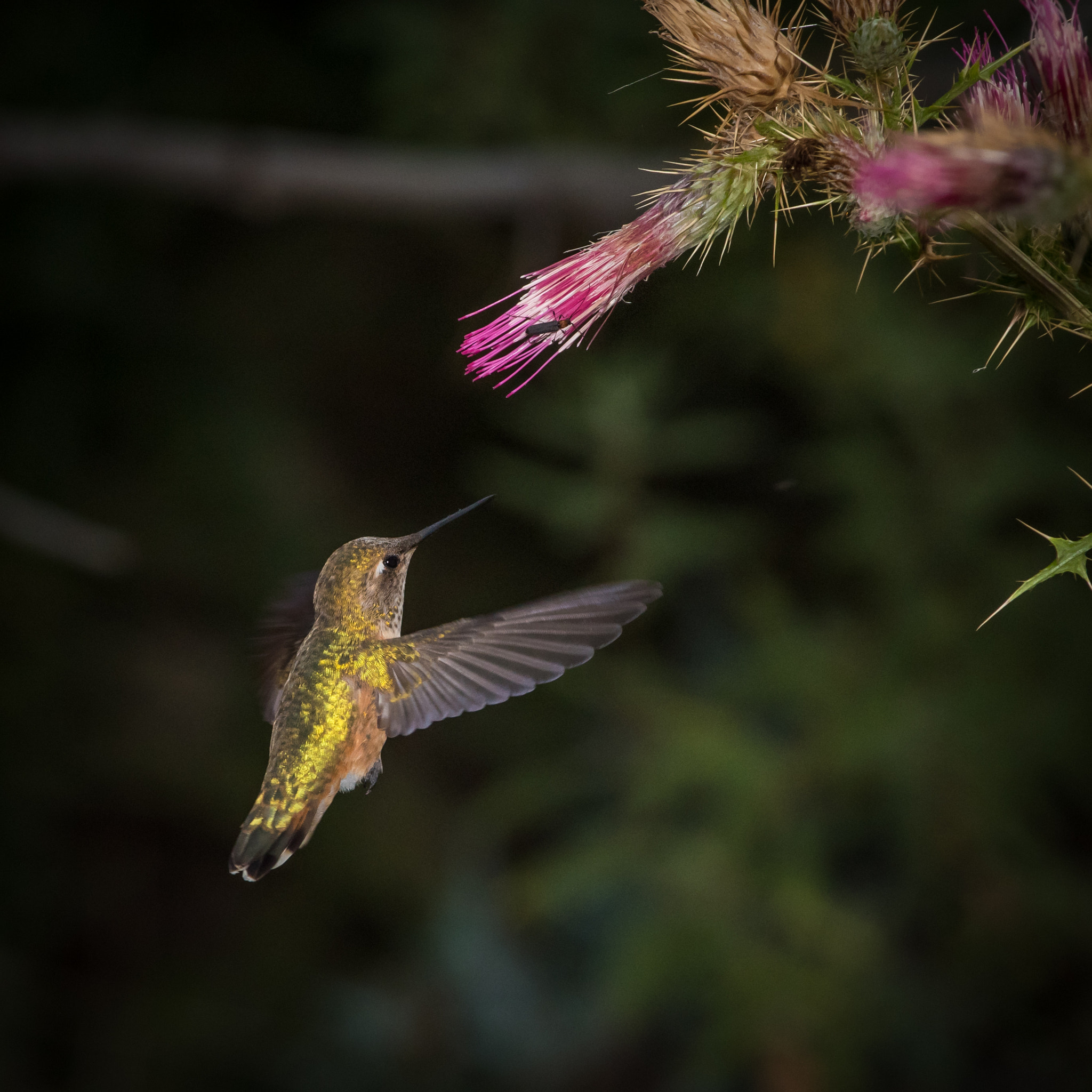 Nikon D810 + Nikon AF-S Nikkor 300mm F4D ED-IF sample photo. Rufous hummingbird photography