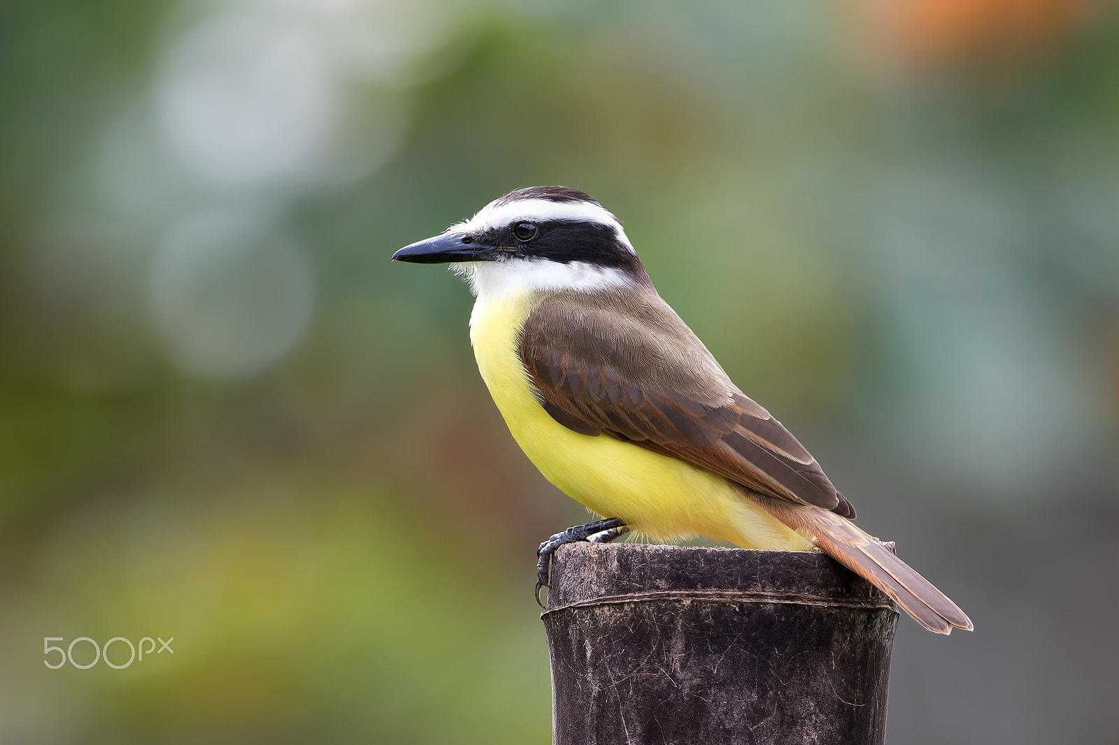Canon EF 300mm F2.8L IS II USM sample photo. Great kiskadee - costa rica photography