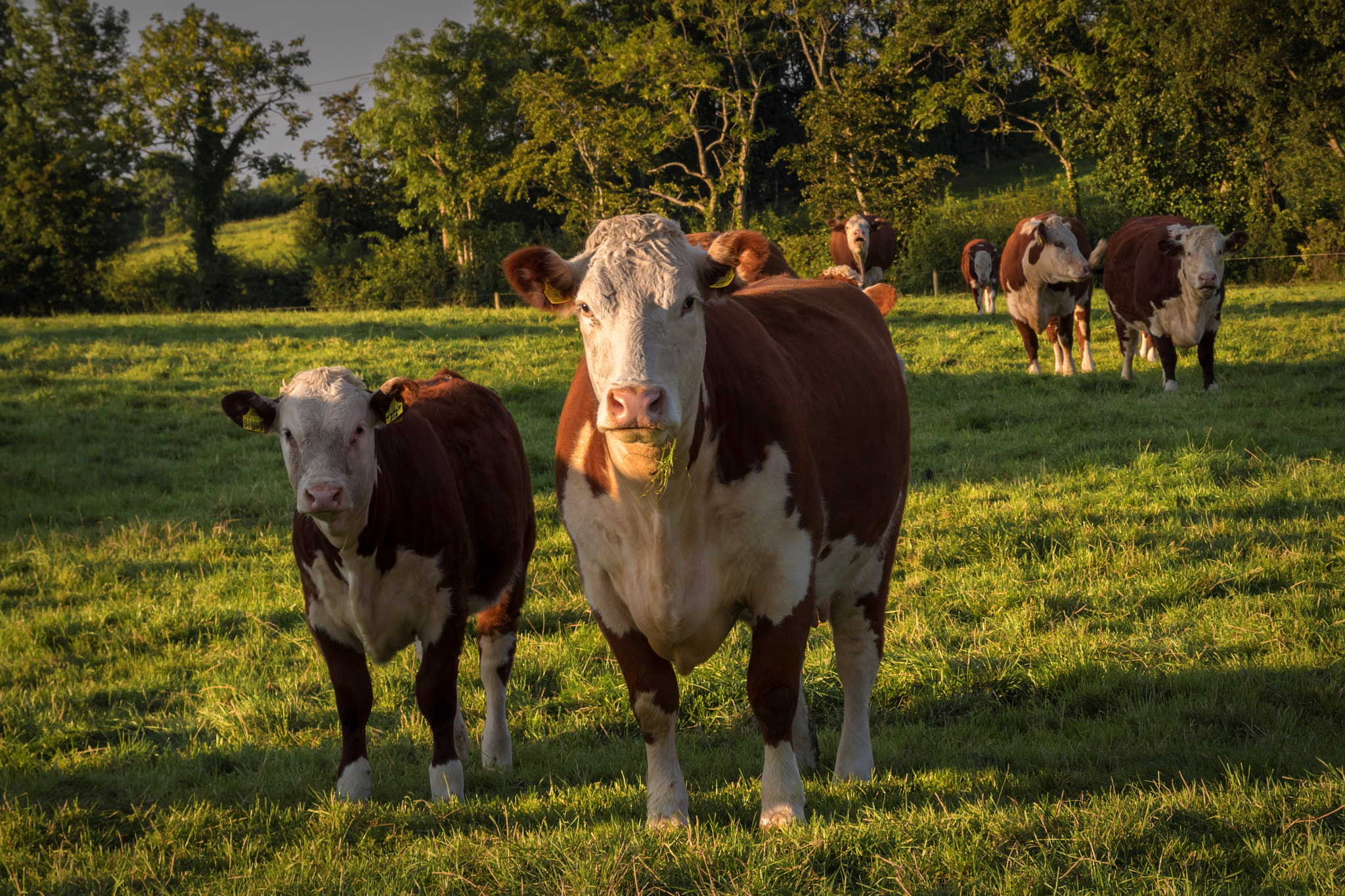 Canon EOS 80D + Sigma 17-70mm F2.8-4 DC Macro OS HSM | C sample photo. Herd of herefords photography