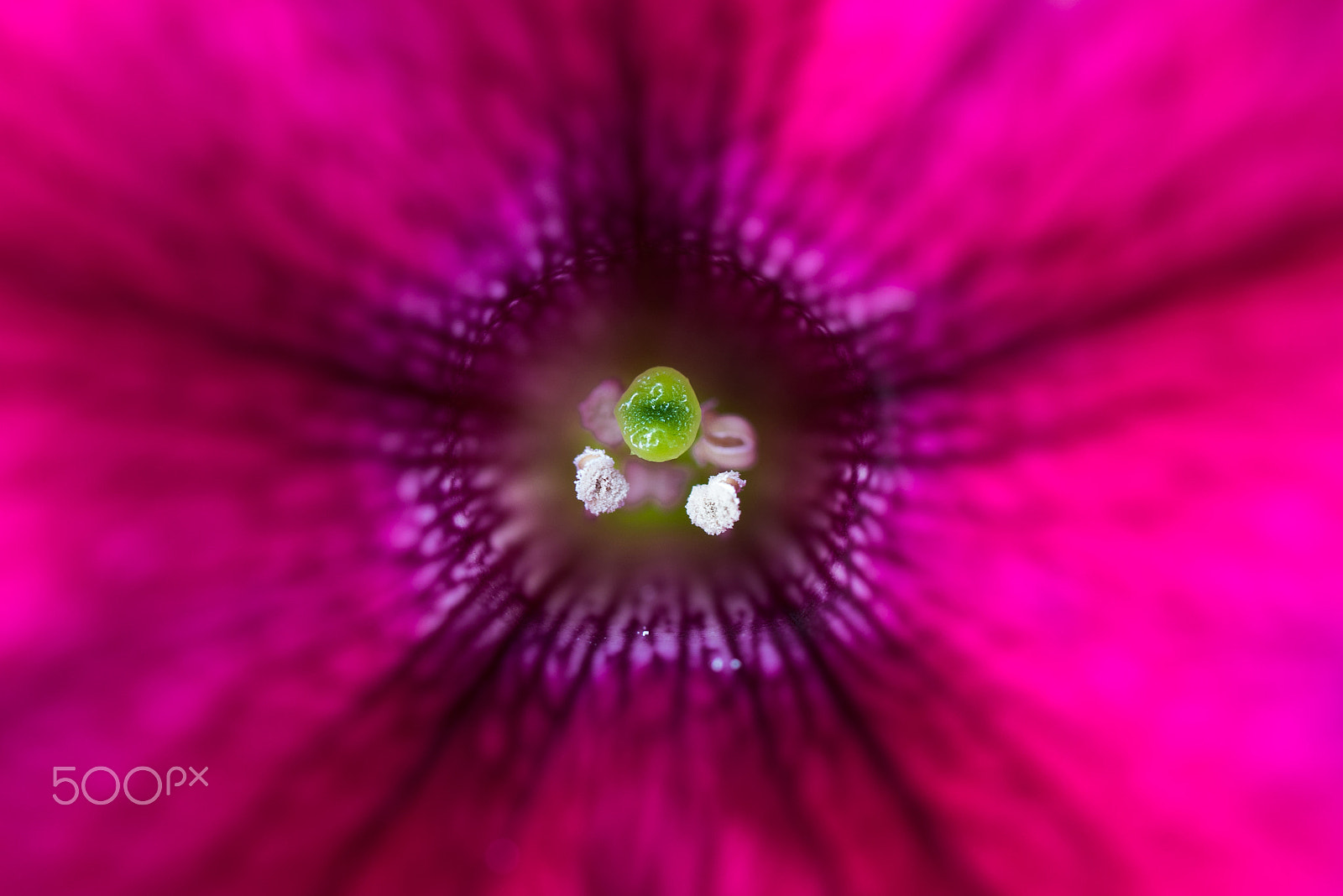 Panasonic Lumix G Macro 30mm F2.8 ASPH Mega OIS sample photo. Balcony petunia photography
